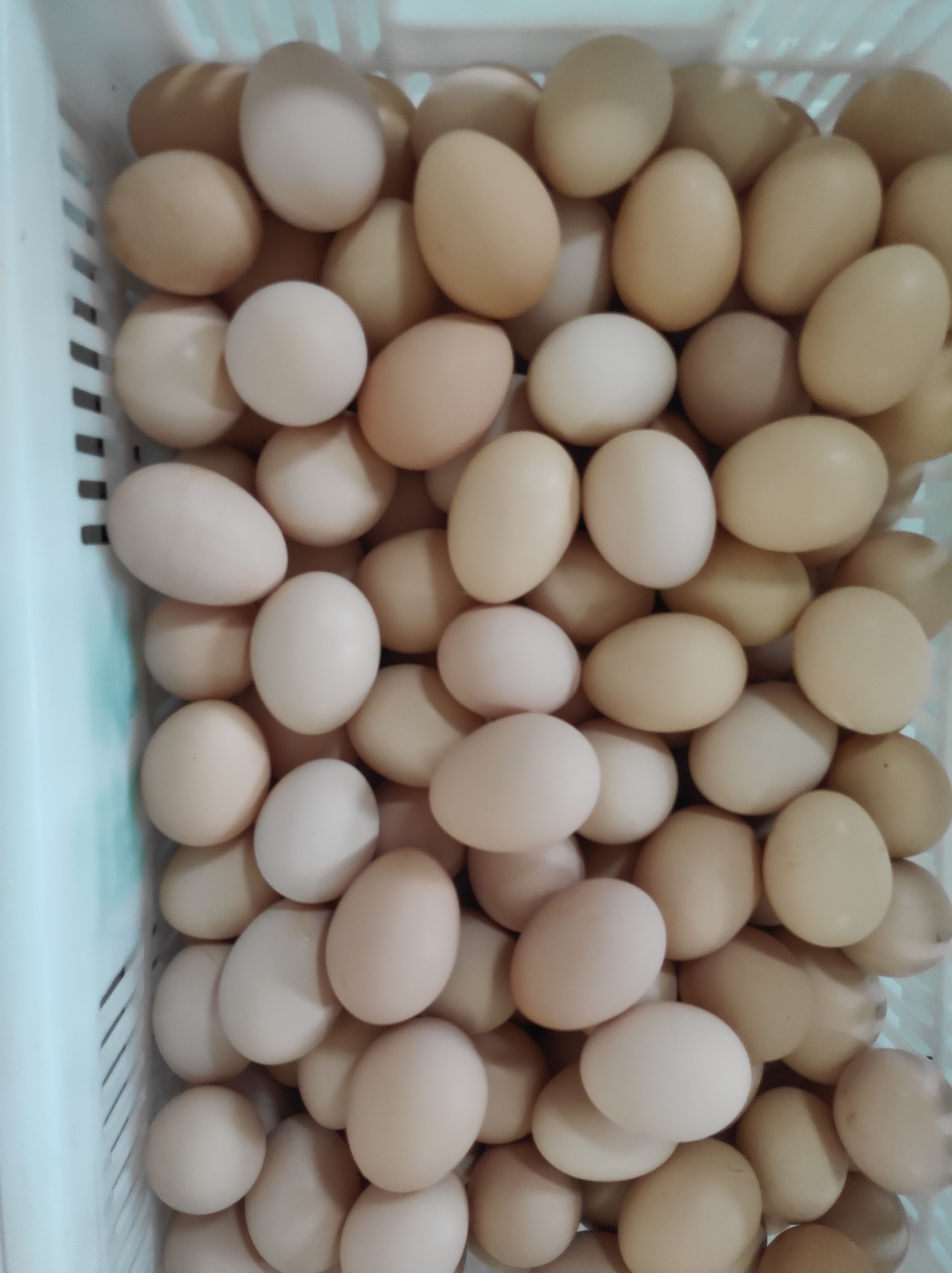 粉壳蛋 食用 散装 