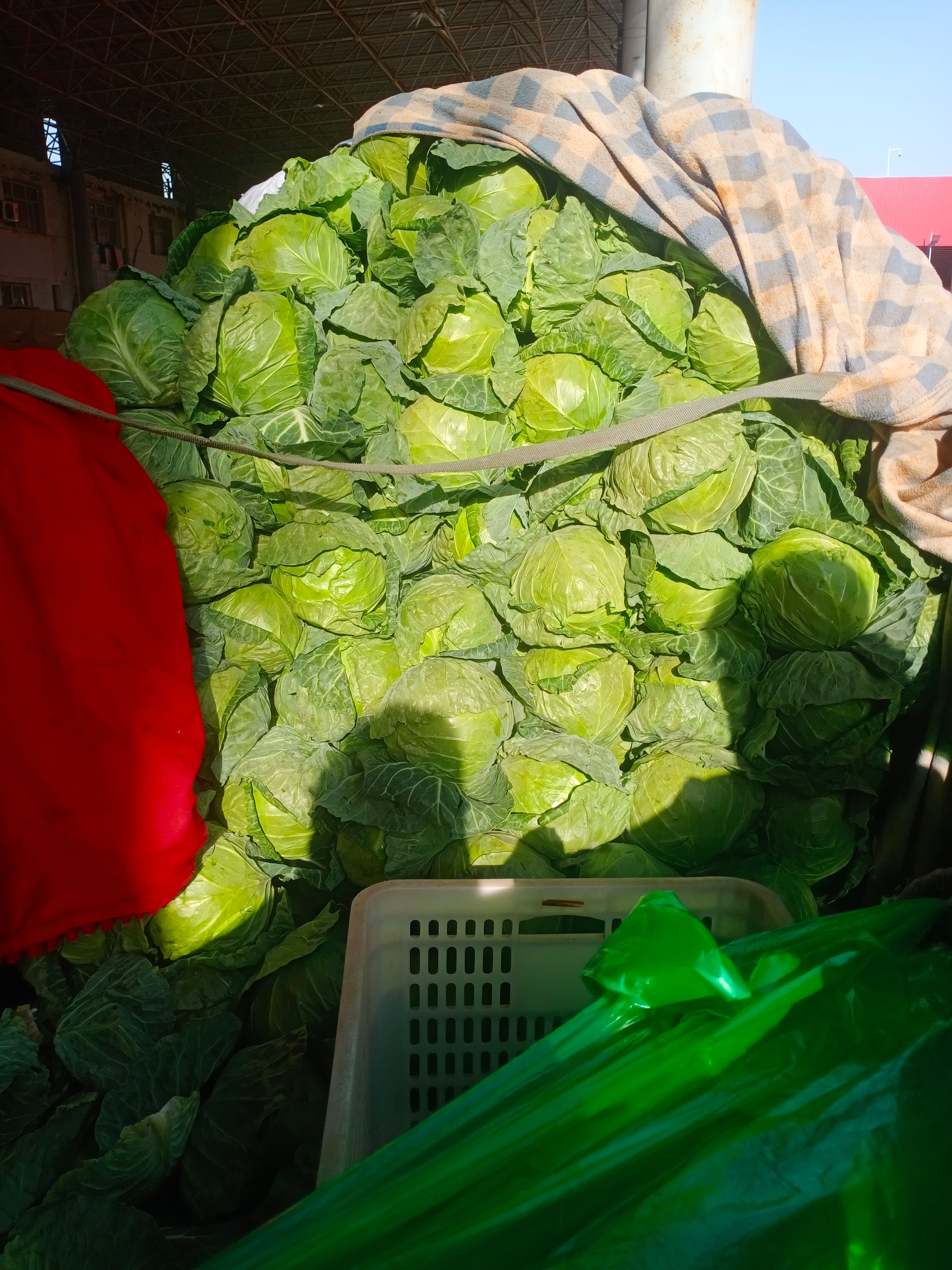 中甘系列  甘蓝品种齐全，颜色绿，货量足