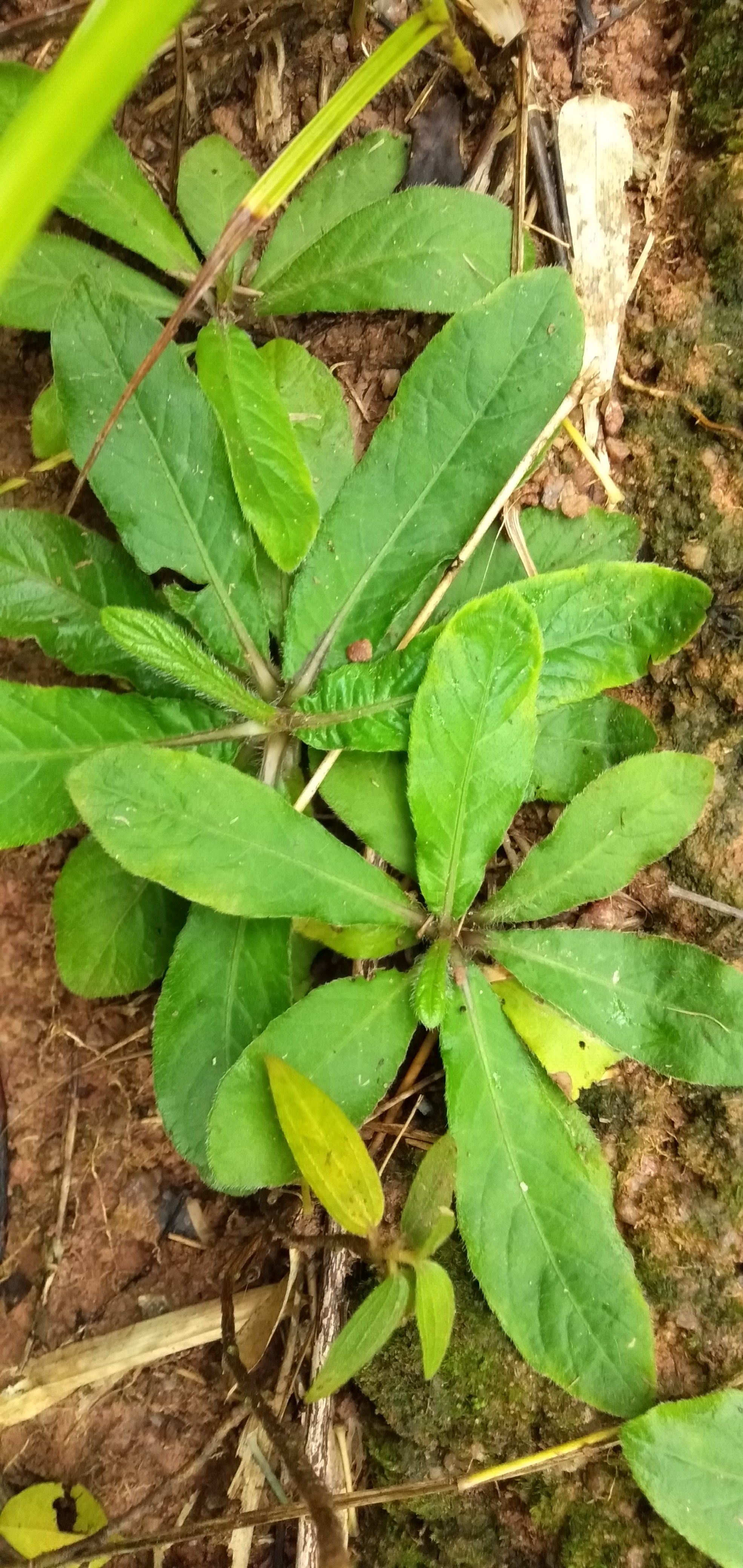 地胆草  茂名特产，高州本地地胆头