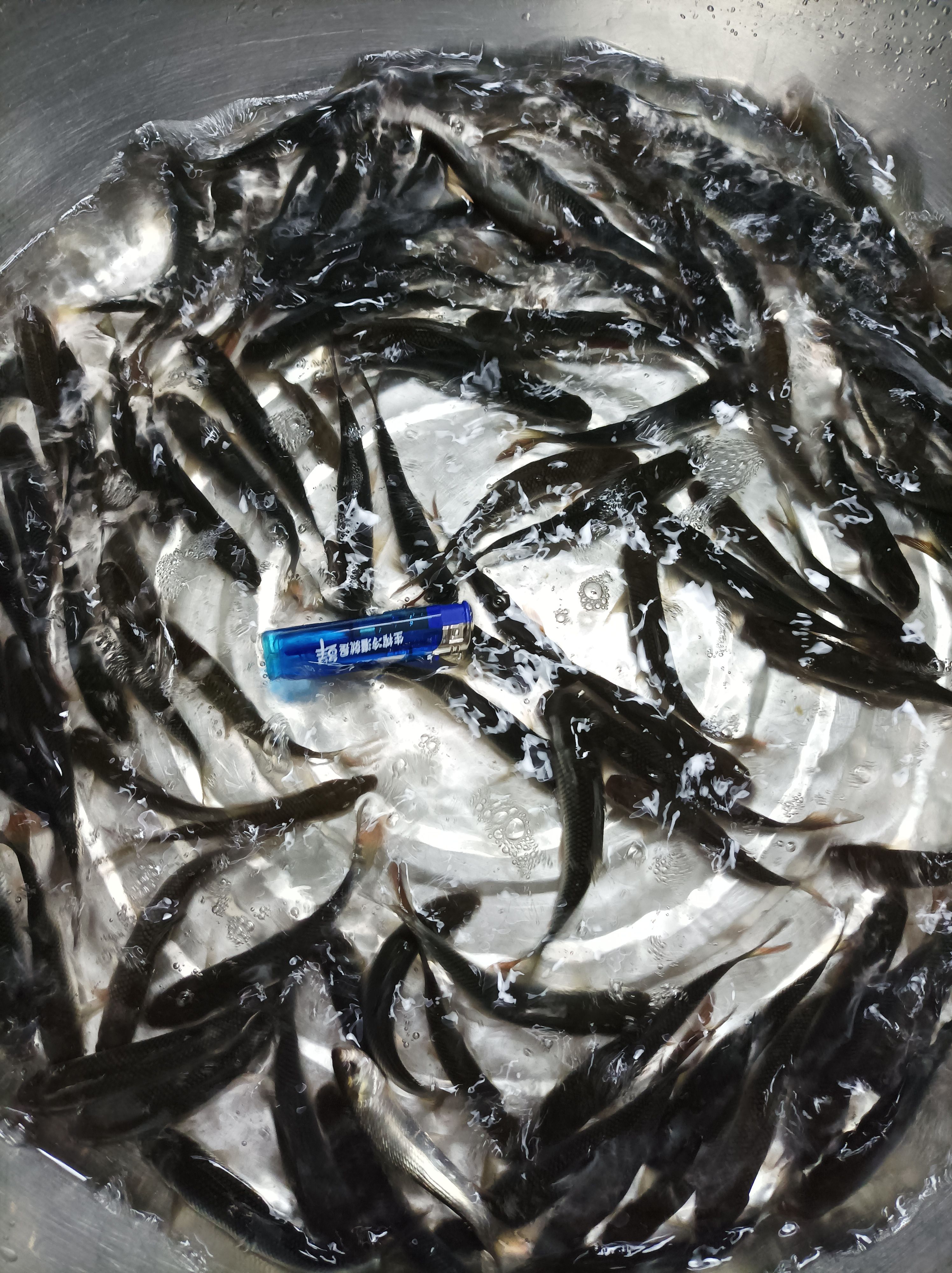  土鲮鱼，麦鲮鱼，各种规格。饲料鱼，烘干鱼。活鱼，自家鱼罐车