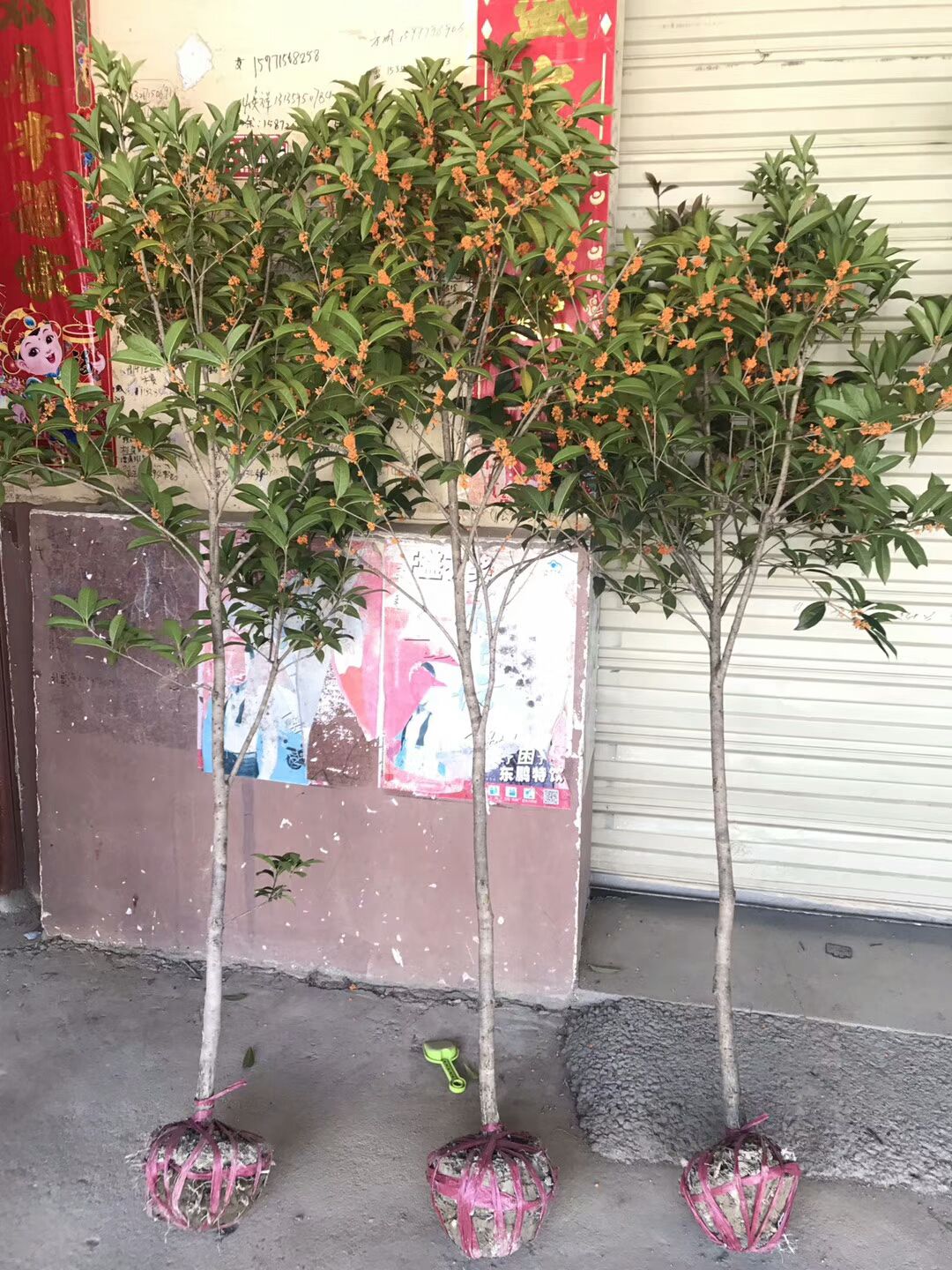 丹桂  状元红桂花树苗