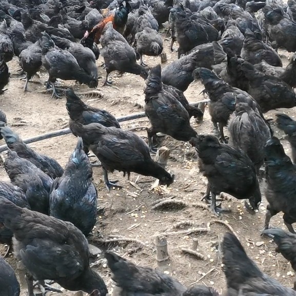 黑羽乌鸡  高山黑羽乌骨鸡散养跑山鸡