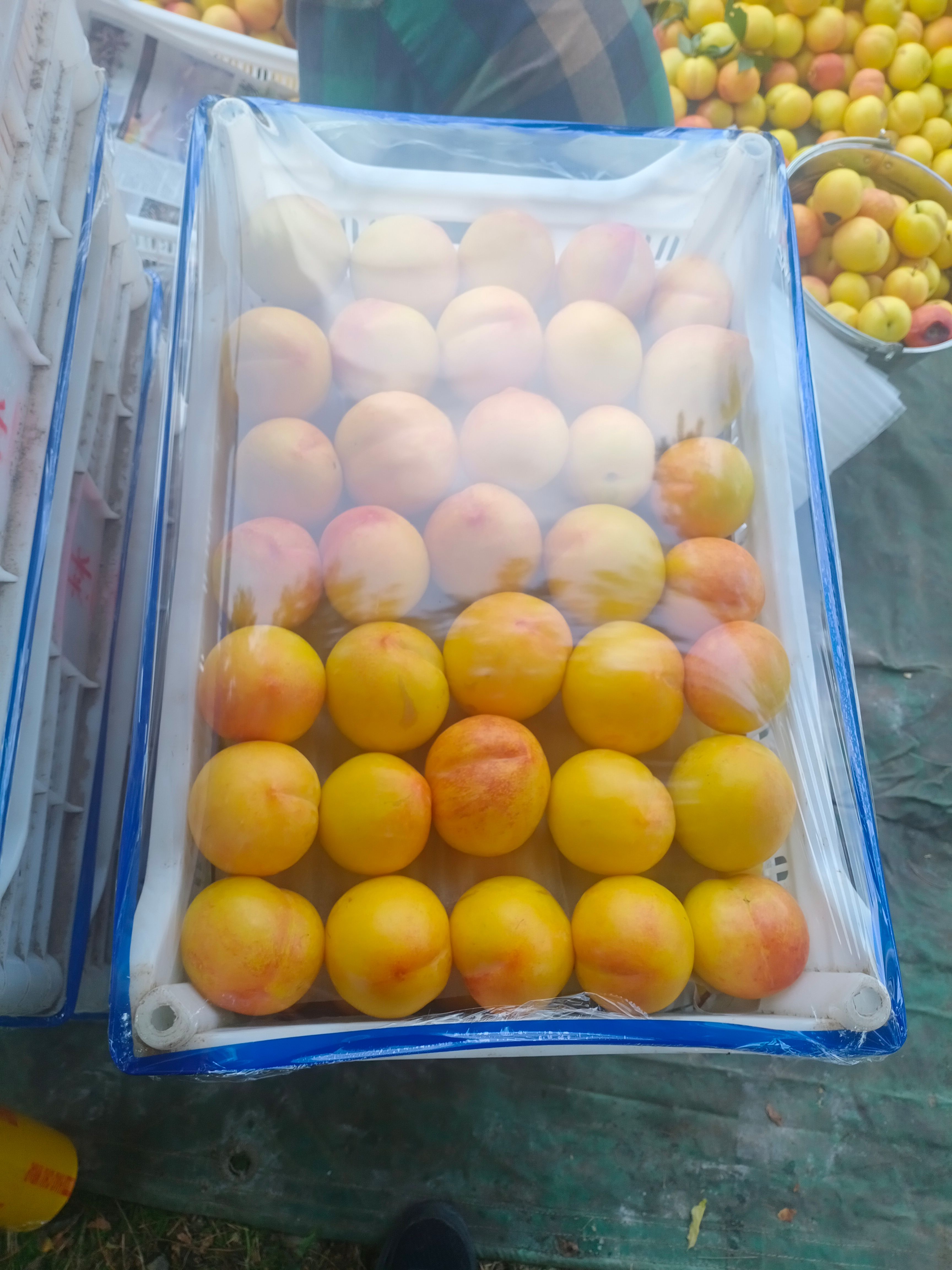  辽宁盖县大红袍李子