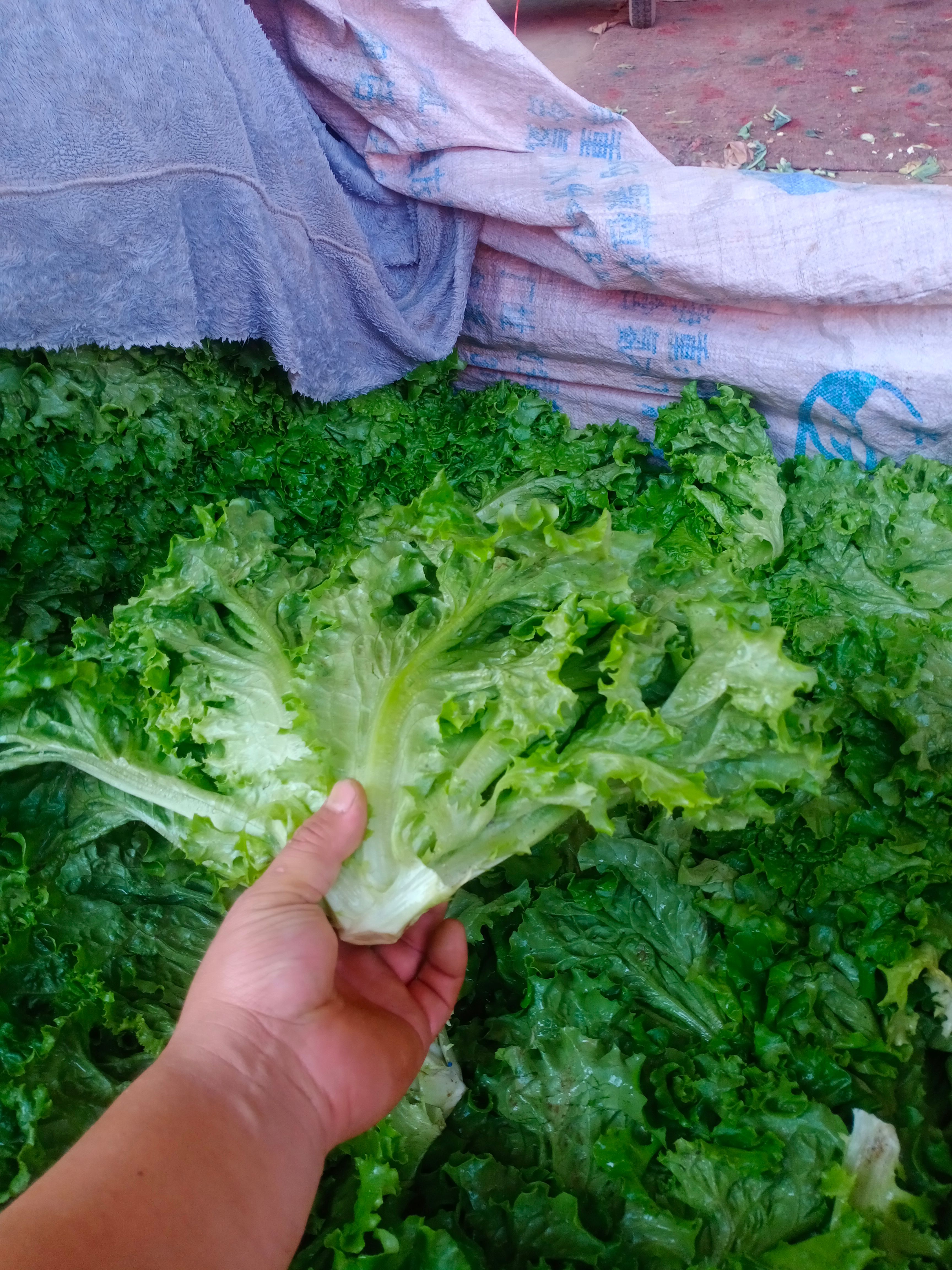 青叶生菜  青/黄叶生菜大量上市，可供市场，超市，电商，蔬菜配送，食堂等