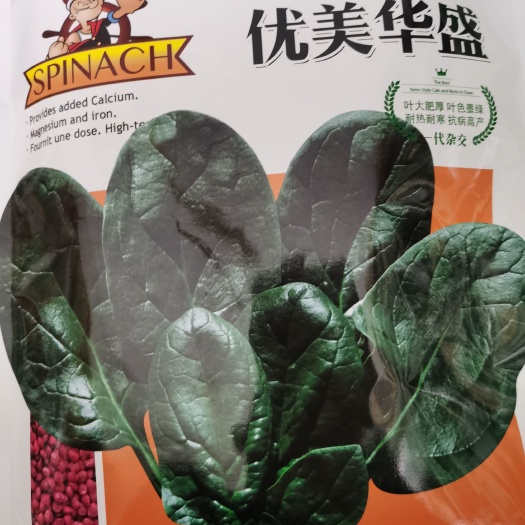 优美华盛 强盛百耐墨绿大叶 一代杂交菠菜种子