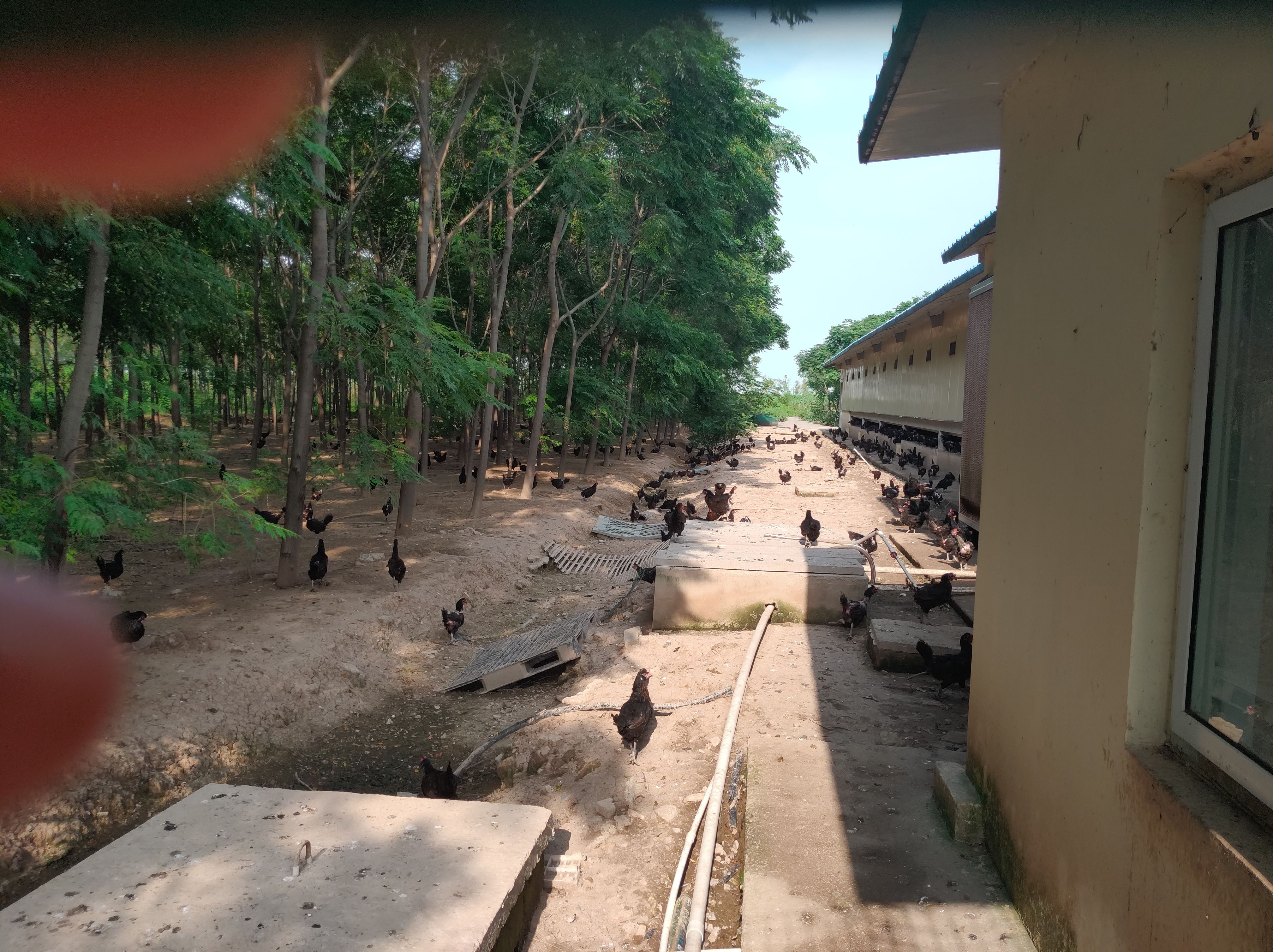 粉壳蛋 食用 散装 