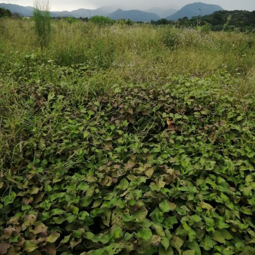 惠州红茎鱼腥草 中药材红杆鱼腥草干、折耳根干，山地野生。