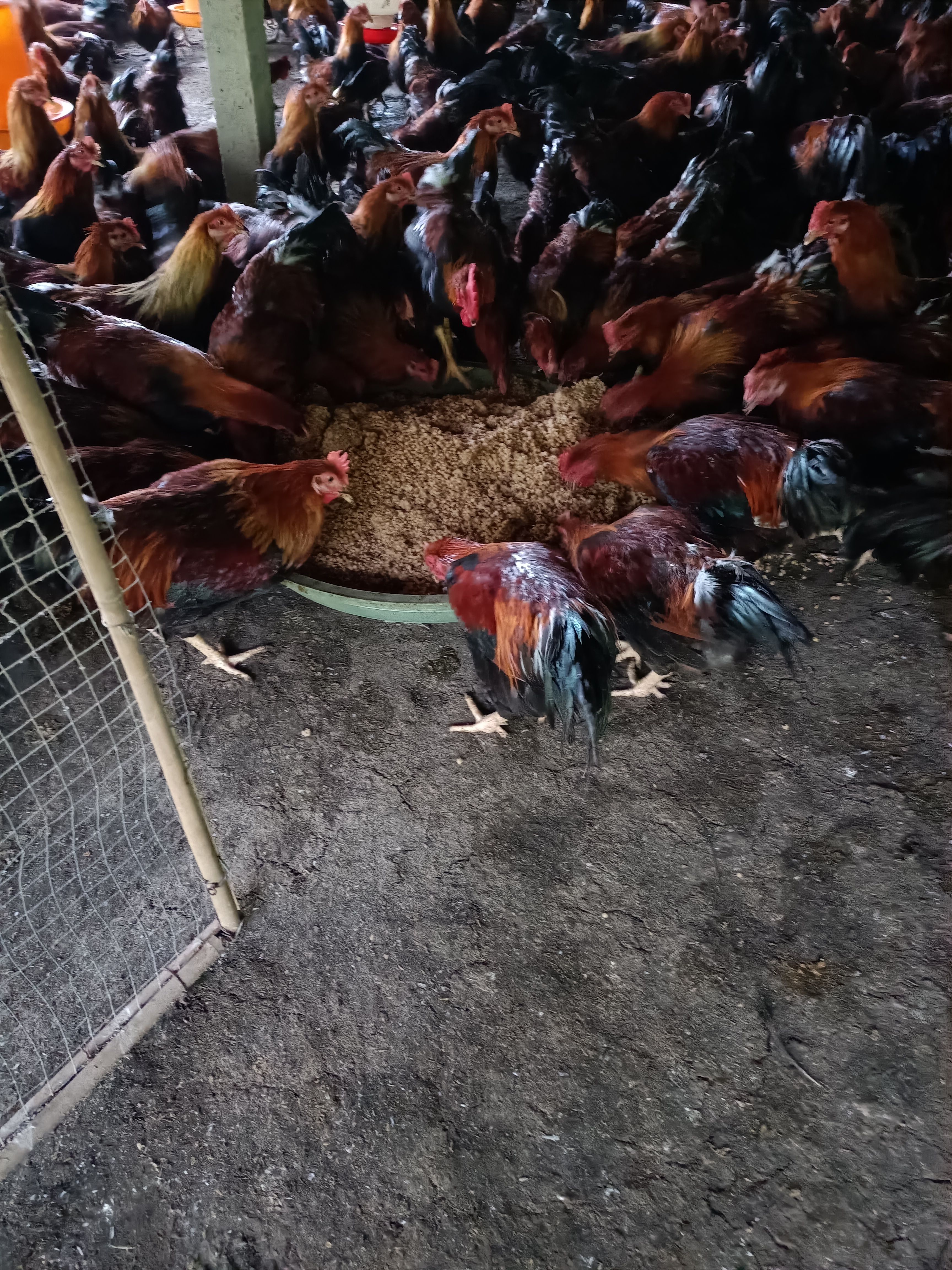 林下散养阉鸡     厂地直销   可送货上门