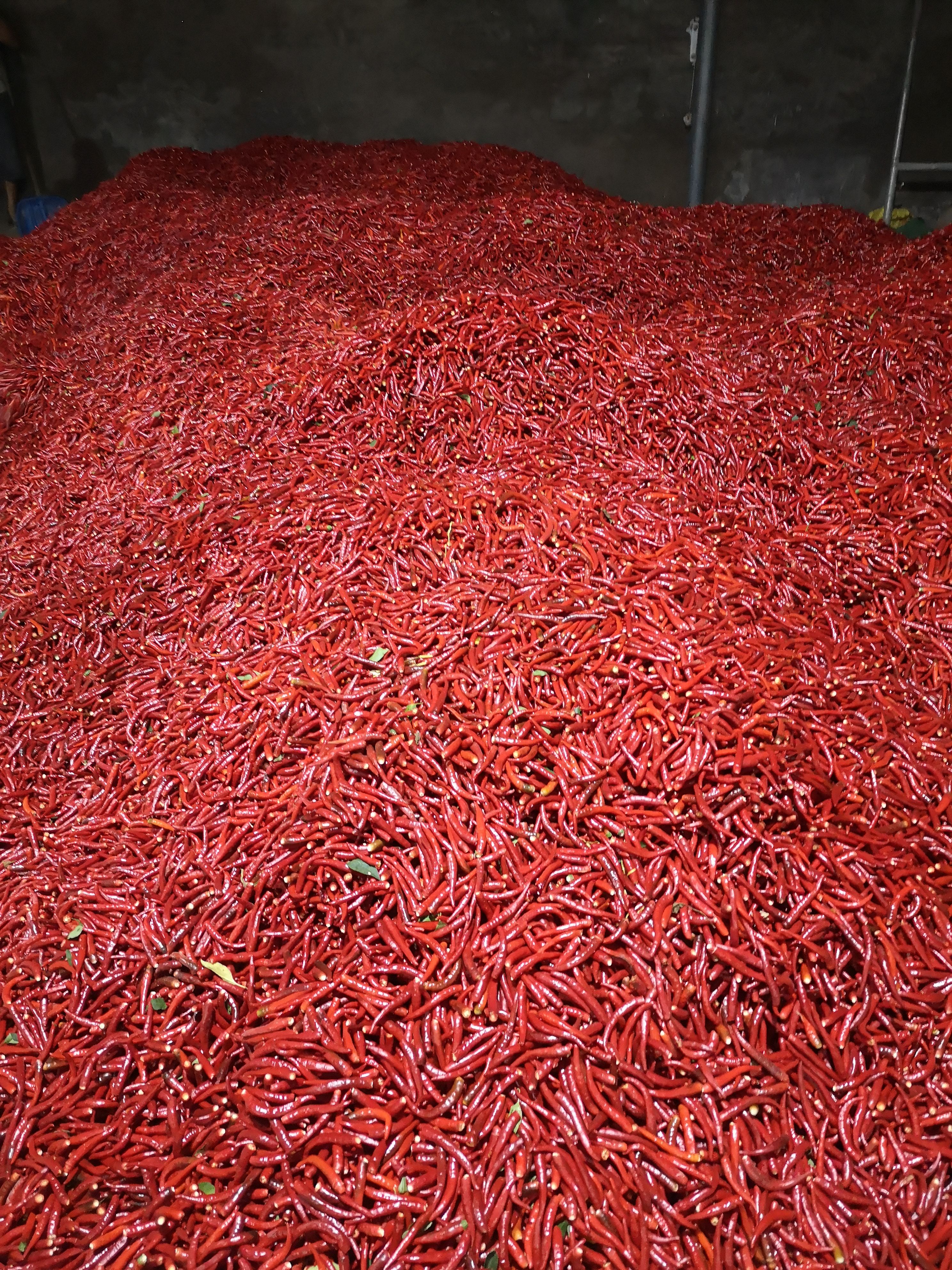 朝天椒 鲜辣椒大量上市，欢迎新老顾客前来考察合作