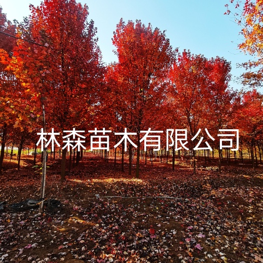 美国红枫，红点红枫，秋火焰，红冠红枫，银红槭，美国红橡，