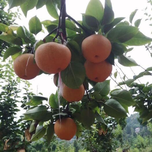 渠县 法国蜜梨