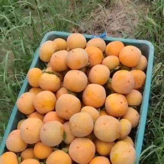 大荔县露天6~7月黄柿子基地直发，正在热卖中(代办、代发)
