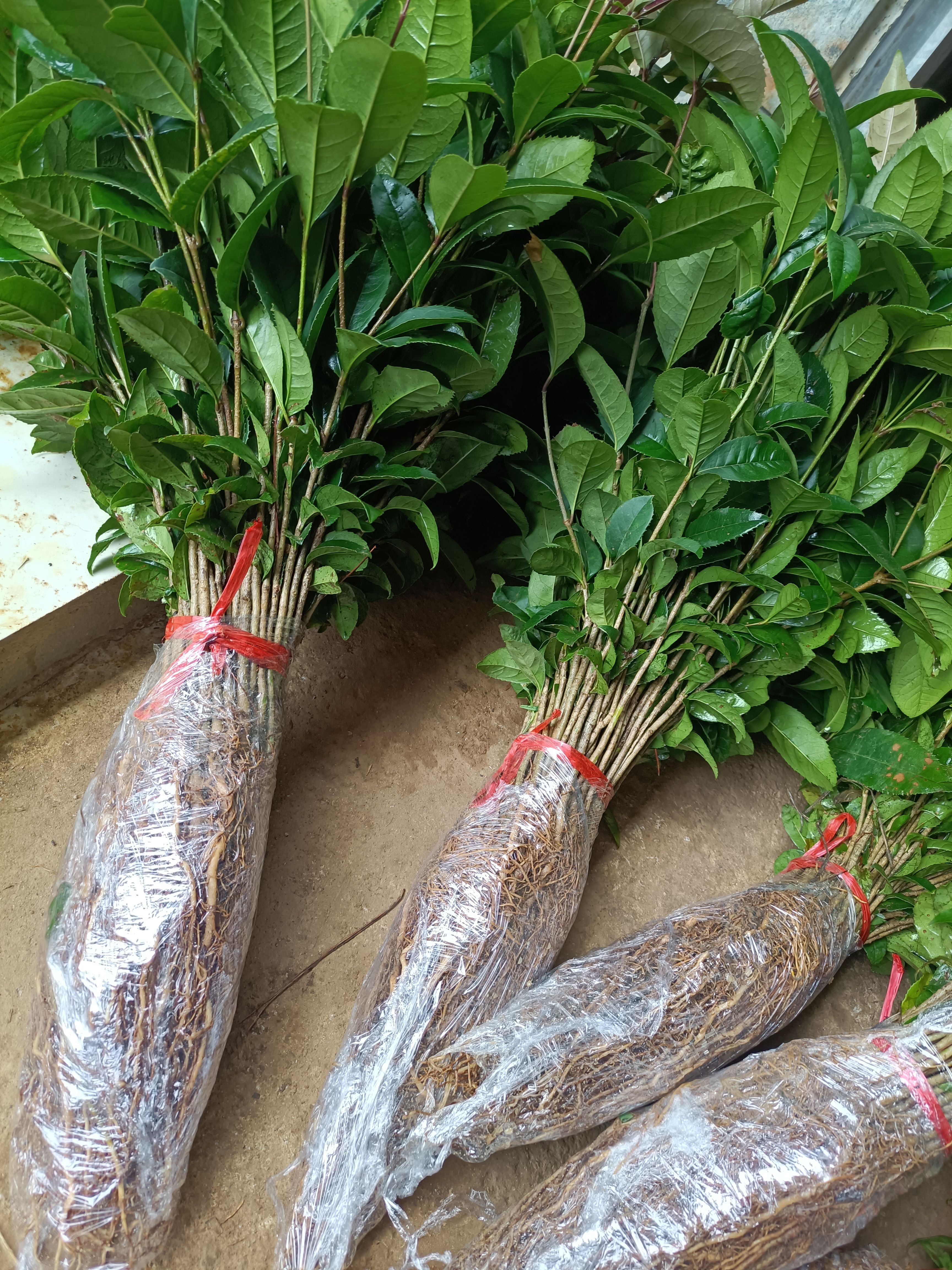 桂花树苗  金桂花苗，包邮包邮