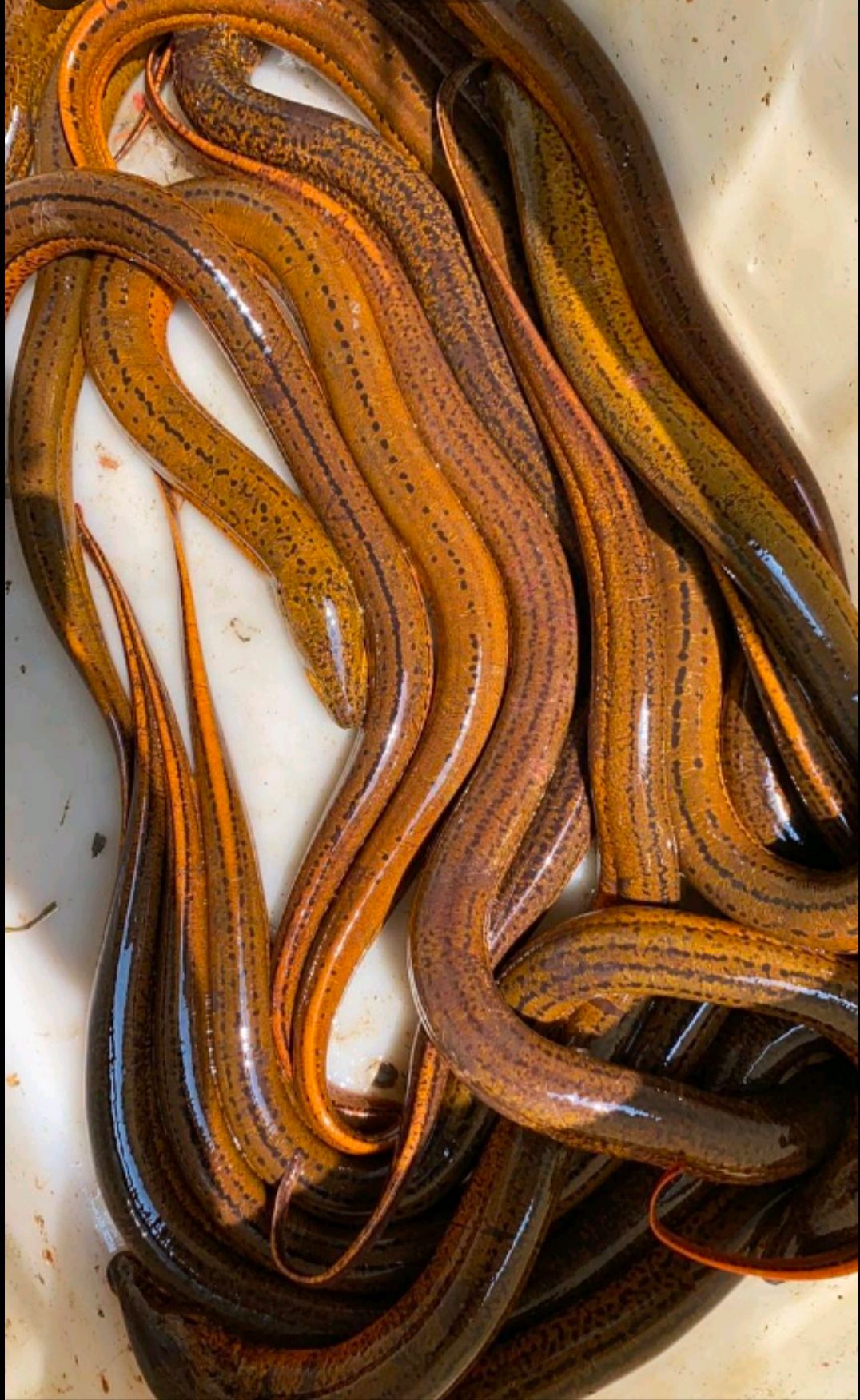 本店主营正大9号黄鳝，以诚信为本，欢迎新老客户洽谈业务