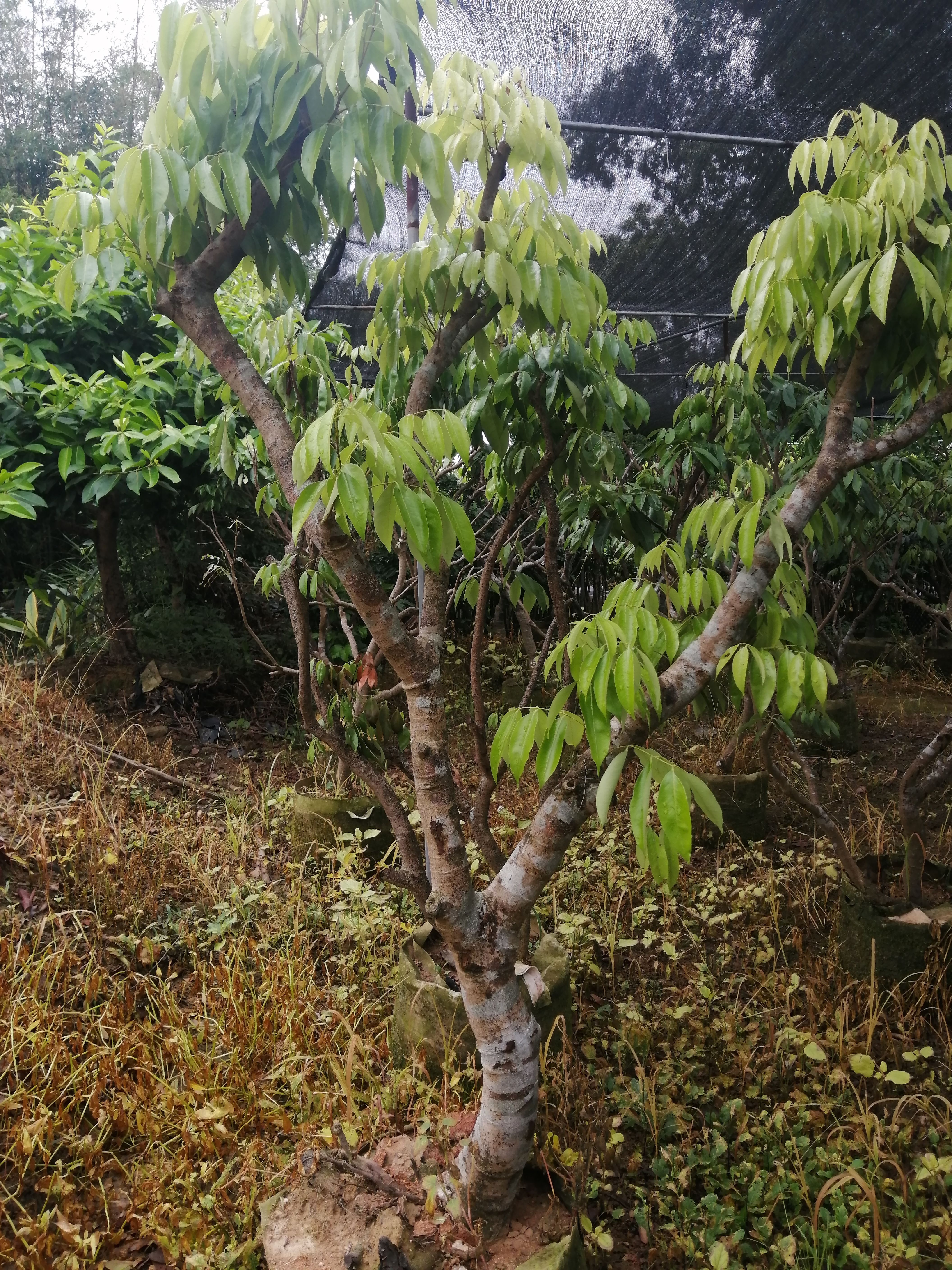 嫁接荔枝大树 妃子笑 桂味 无核荔 糯米糍 鸡嘴茘