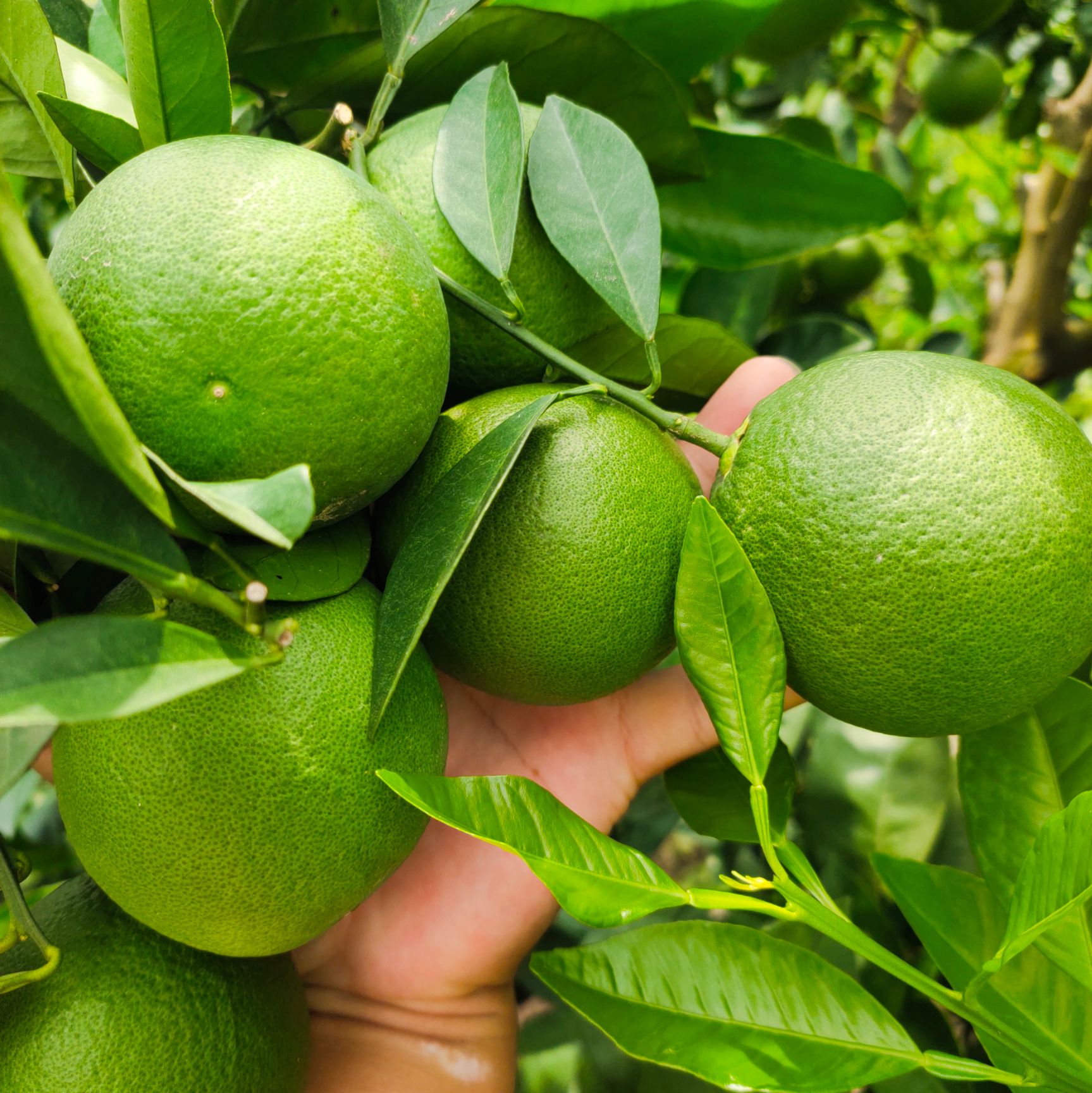 冰糖橙 云南省玉溪市新平县水塘镇   土特产    酸甜口味