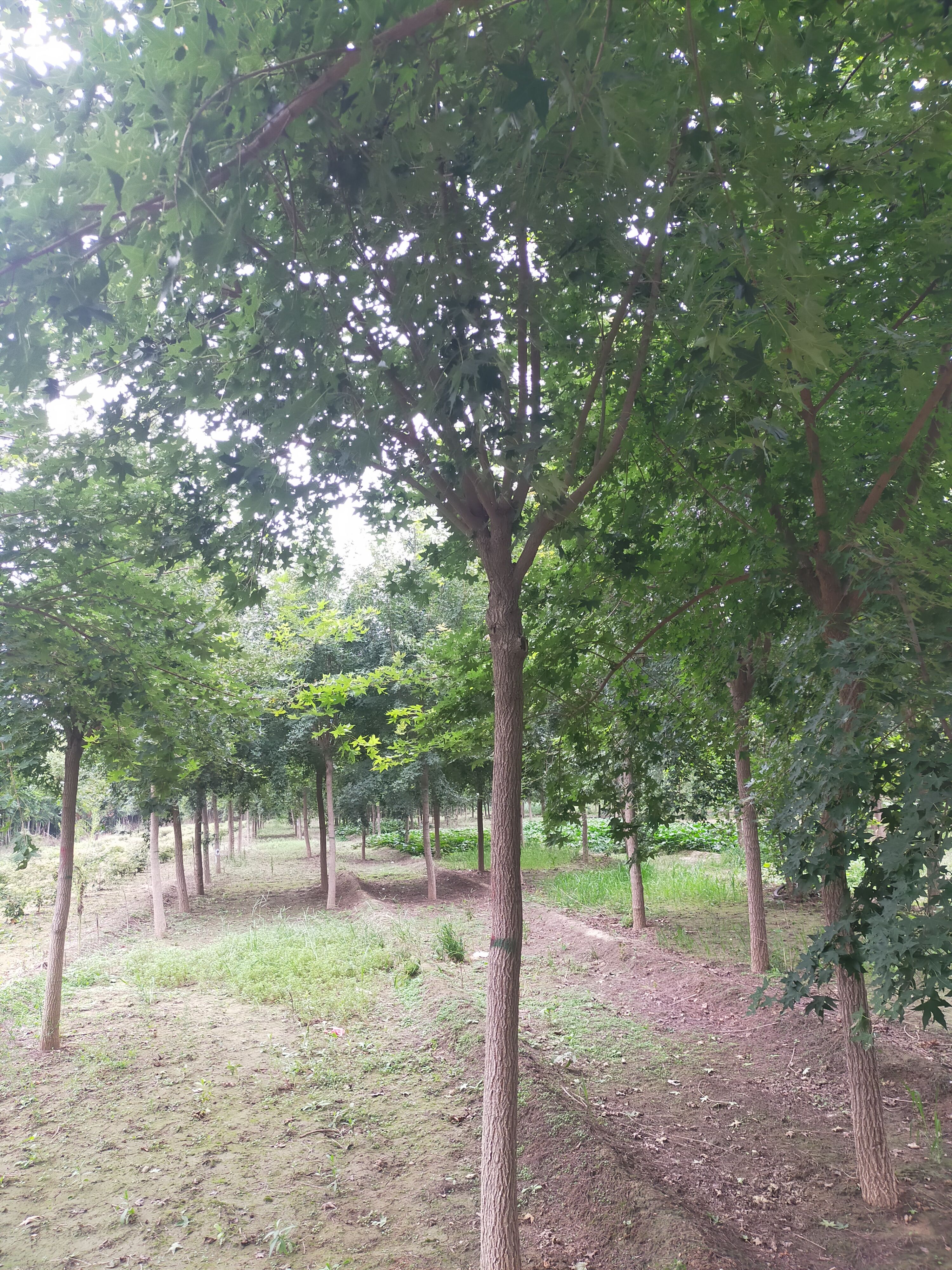 五角枫（元宝枫）