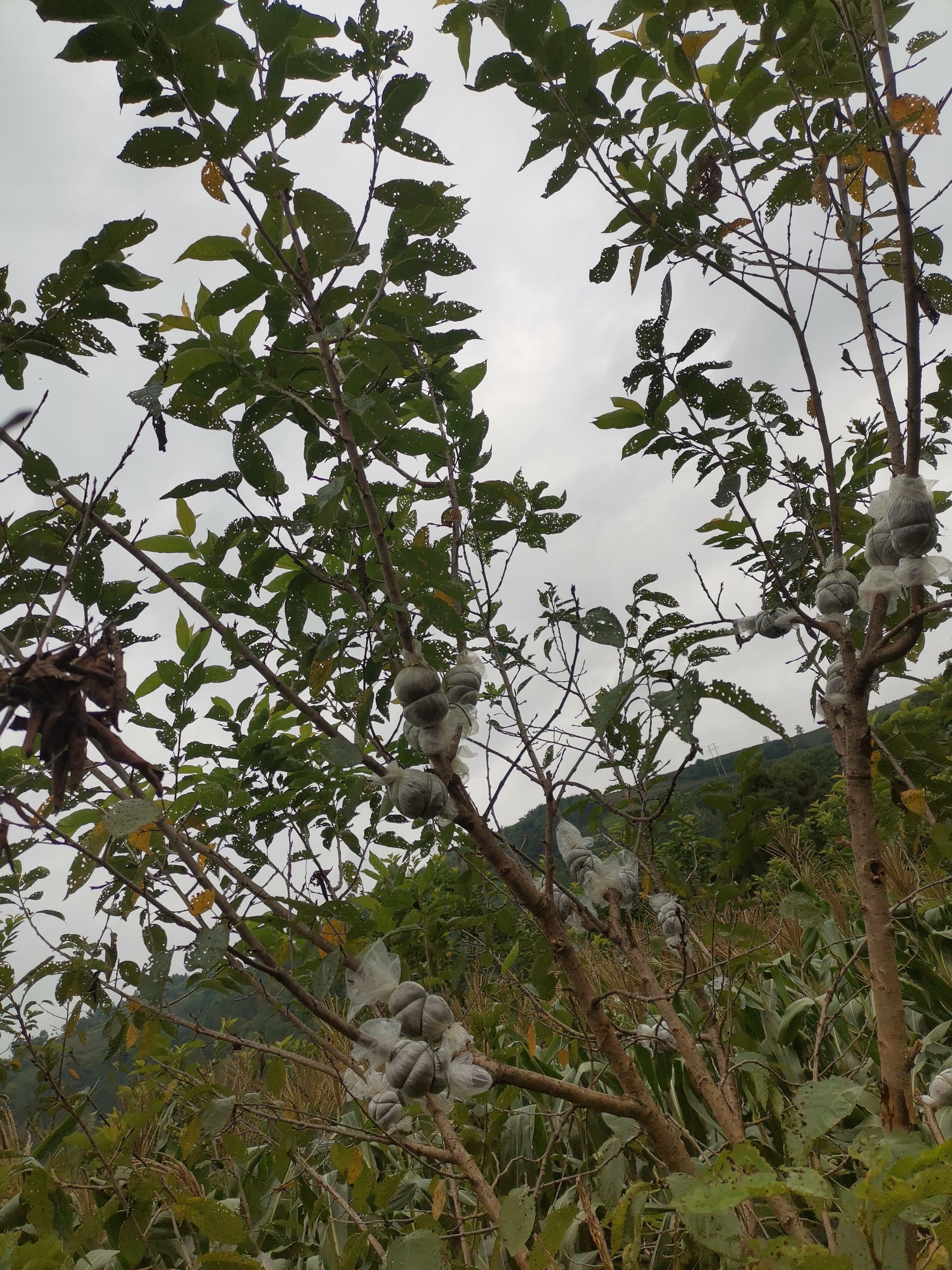 玛瑙红樱桃树苗  贵州玛瑙樱桃树高压苗