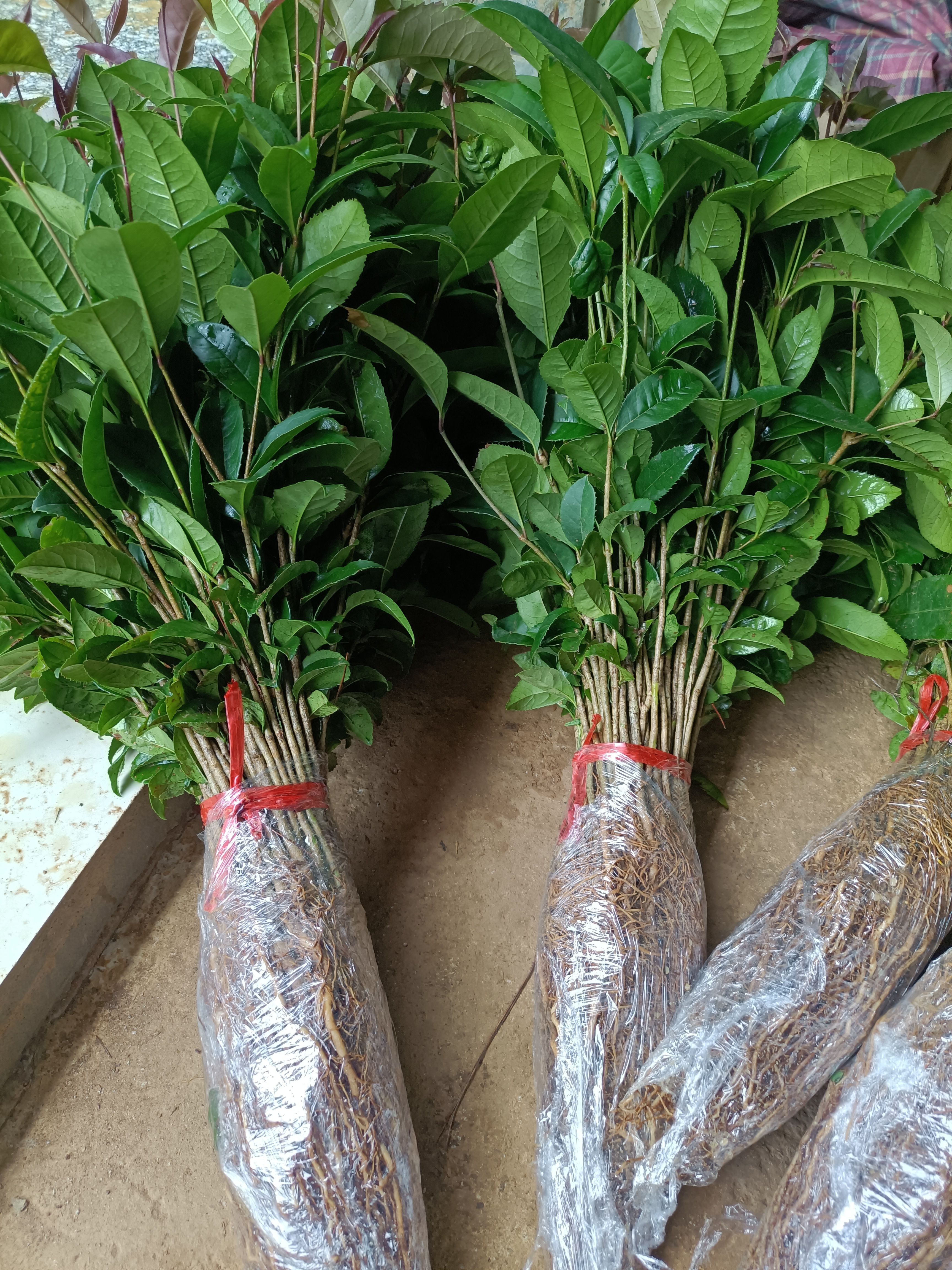 桂花树苗  金桂花苗，包邮包邮