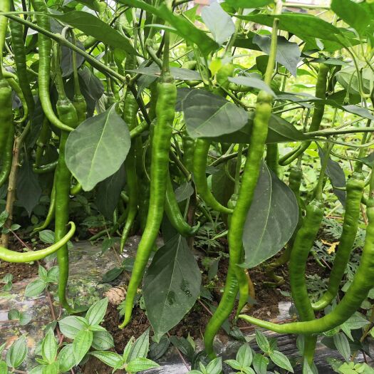 彭水二荆条  蔬菜批发价处理