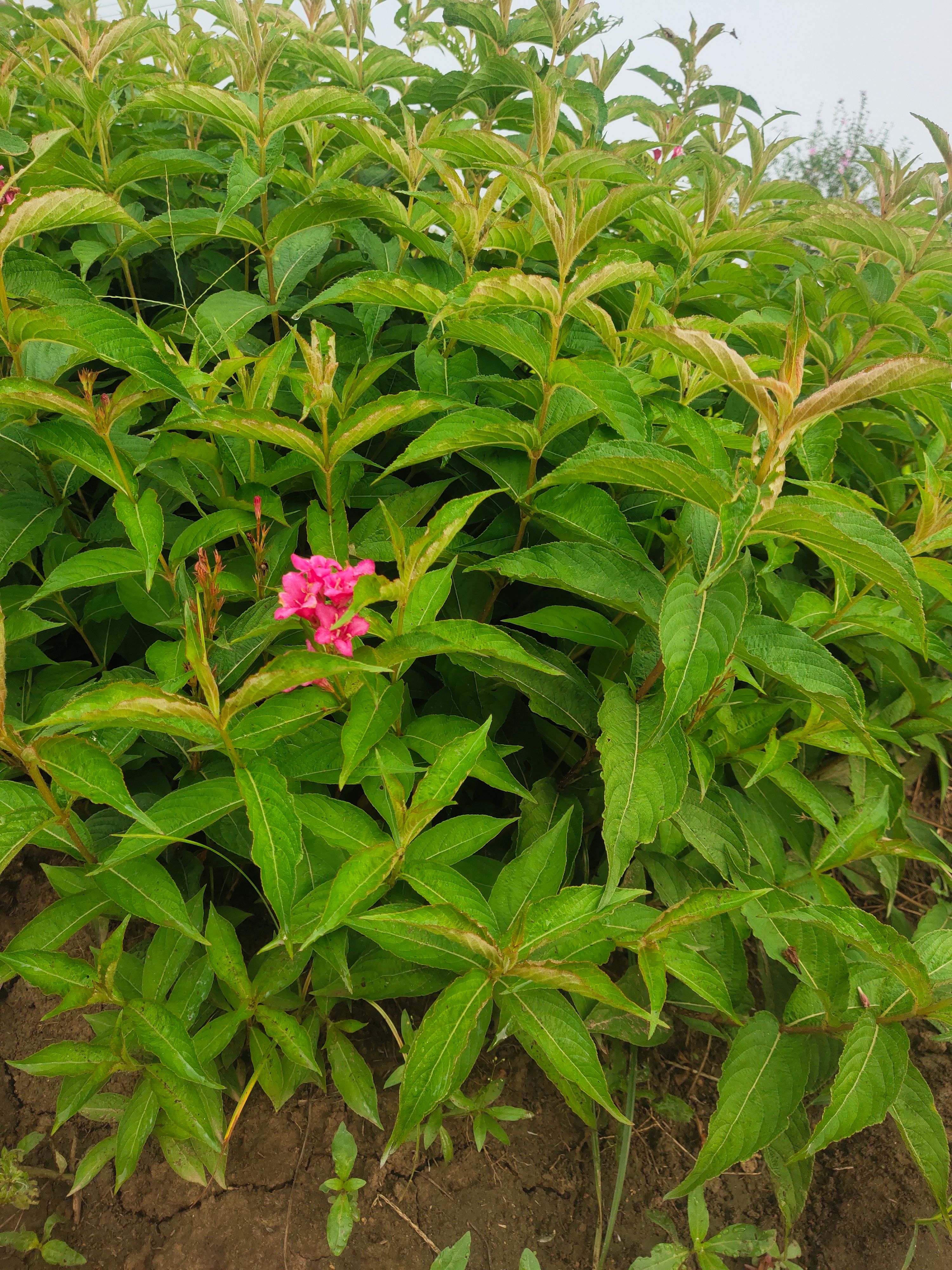 锦带花  红王子锦带绿化工程苗木基地节节高苗木