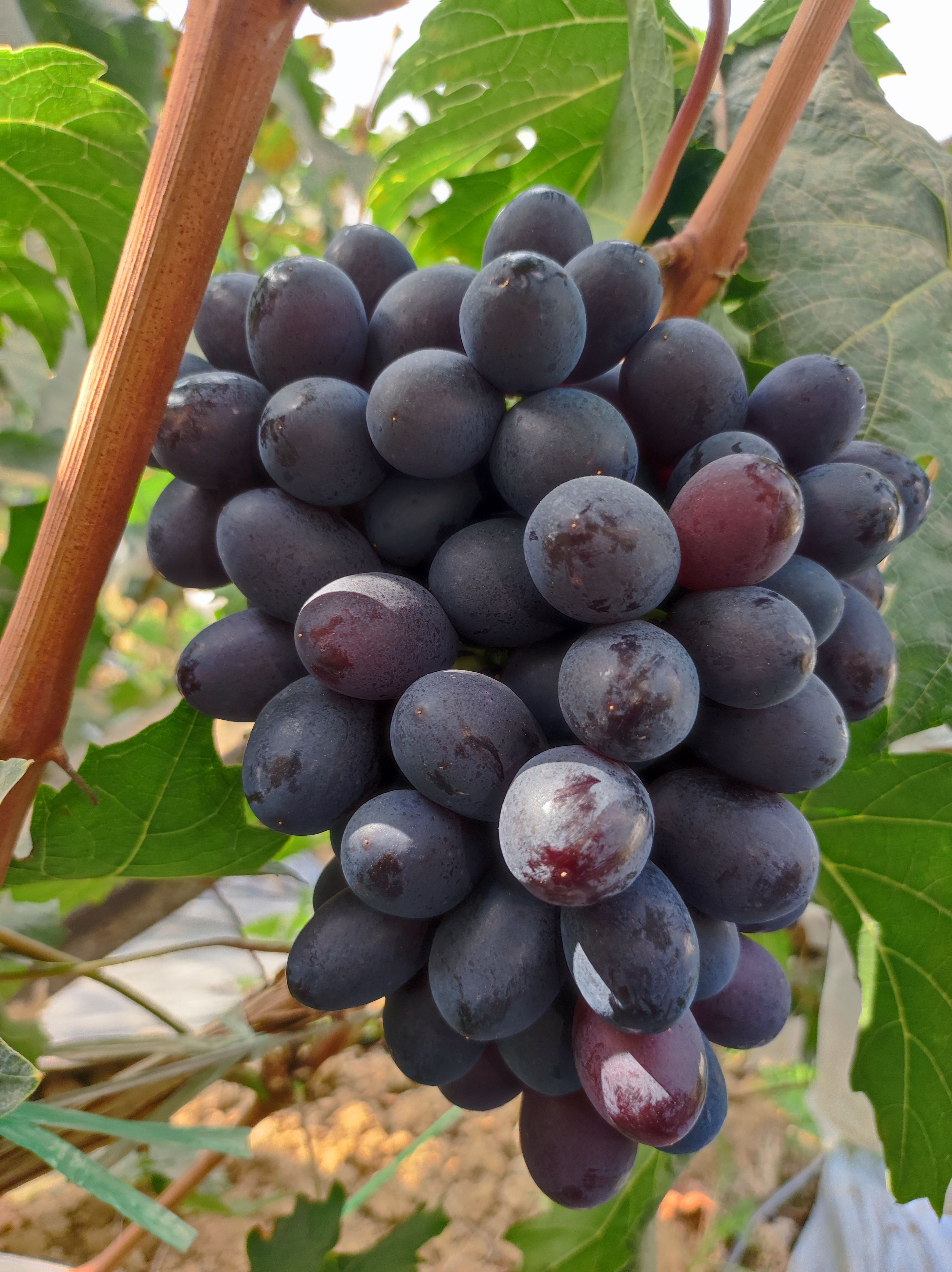 黑提  紫甜无核葡萄有着淡淡奶香味，肉质脆爽可口，鸡心状，口感纯厚。