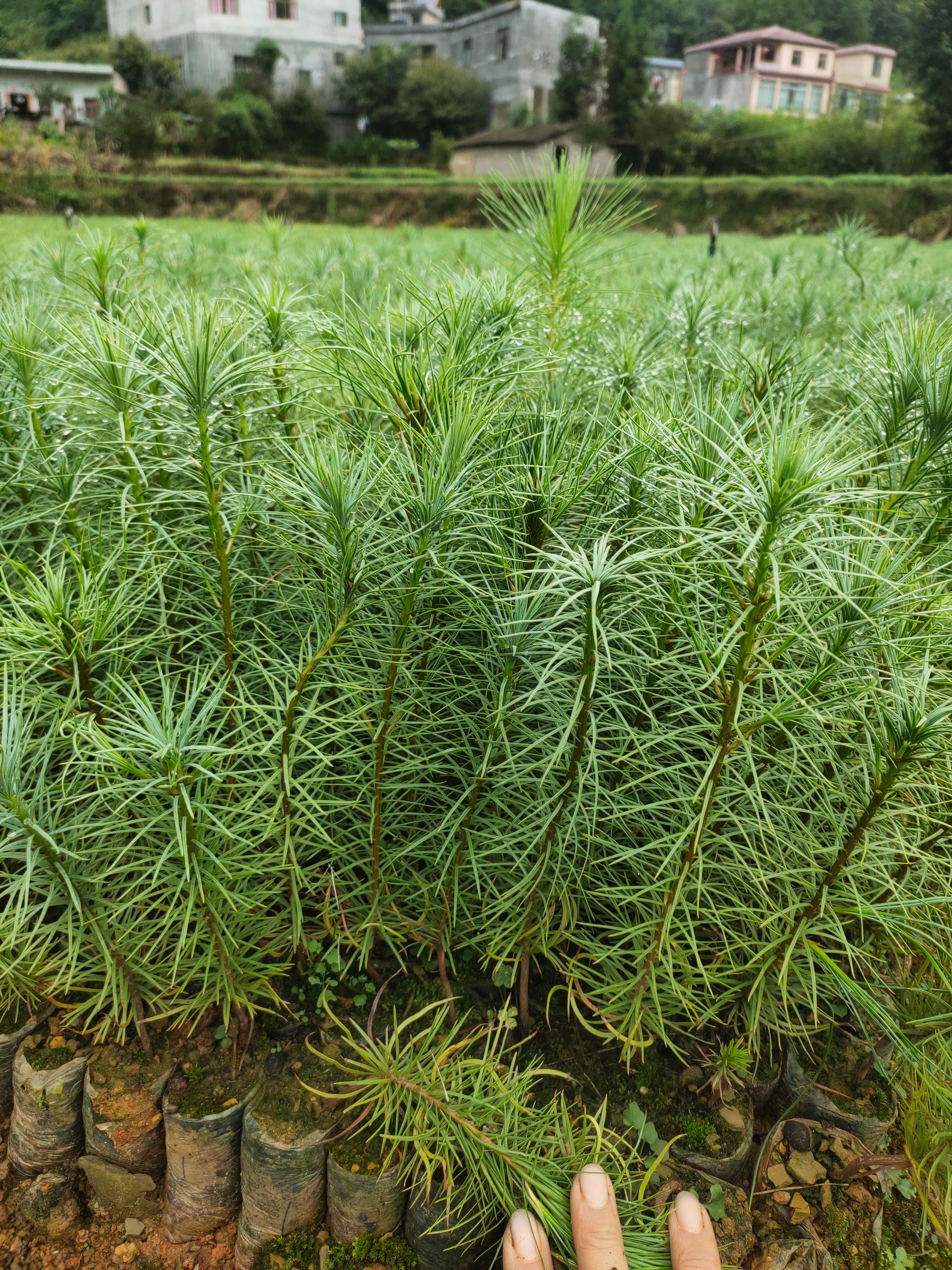 华山松苗，一年苗，营养袋苗，基地直发