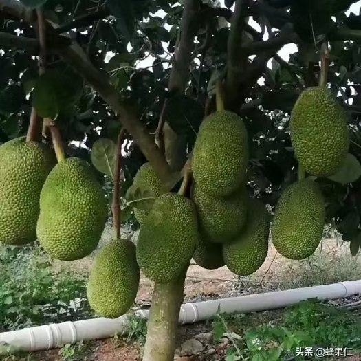 景洪市红肉菠萝蜜苗 泰国菠萝蜜