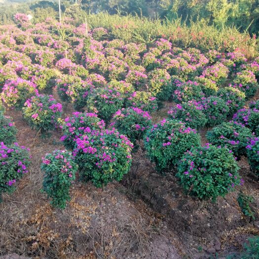 宜宾紫花三角梅树