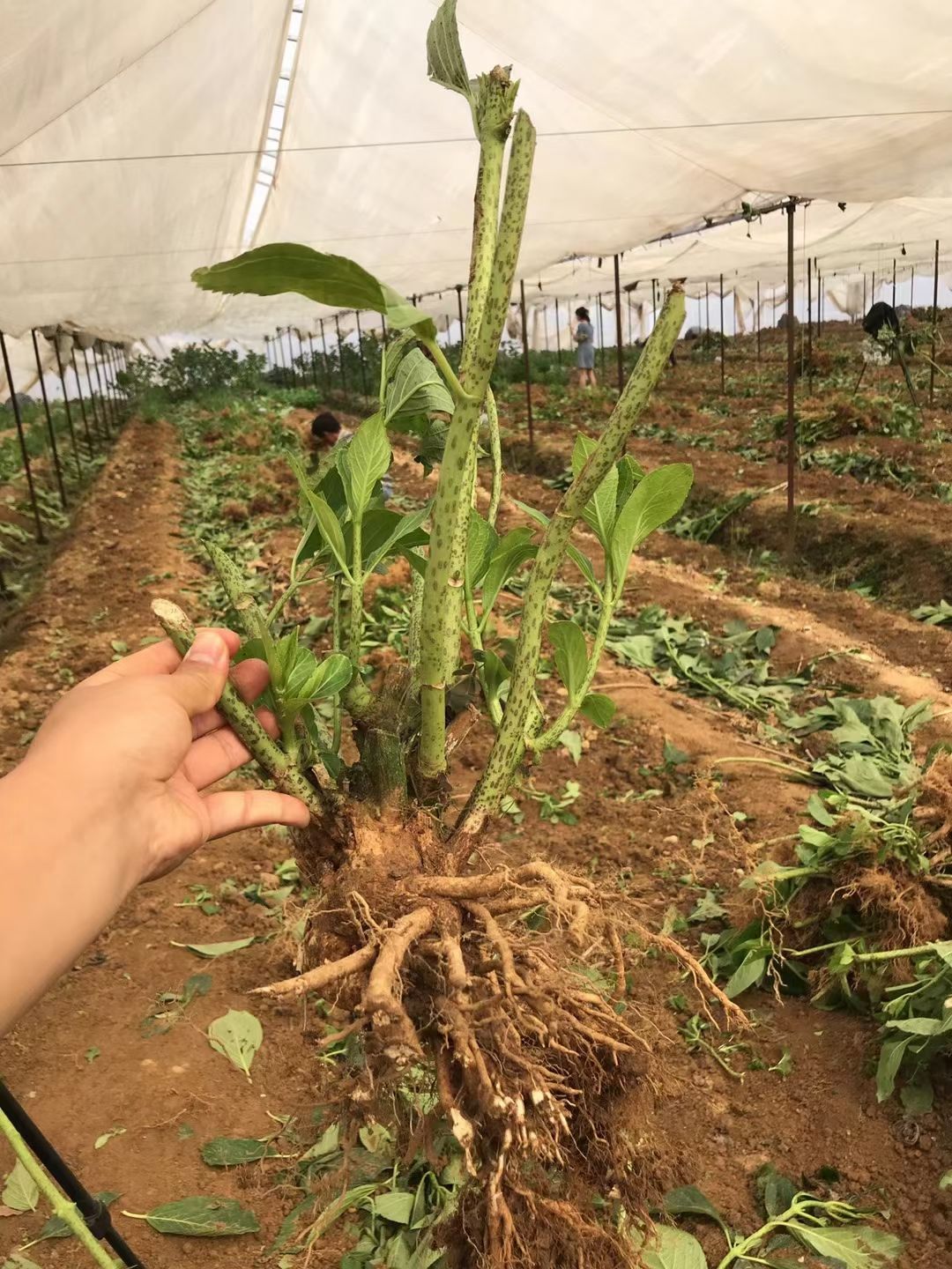 无尽夏绣球老桩昆明耐寒大花老根花苗室内室外四季开花易活八仙花