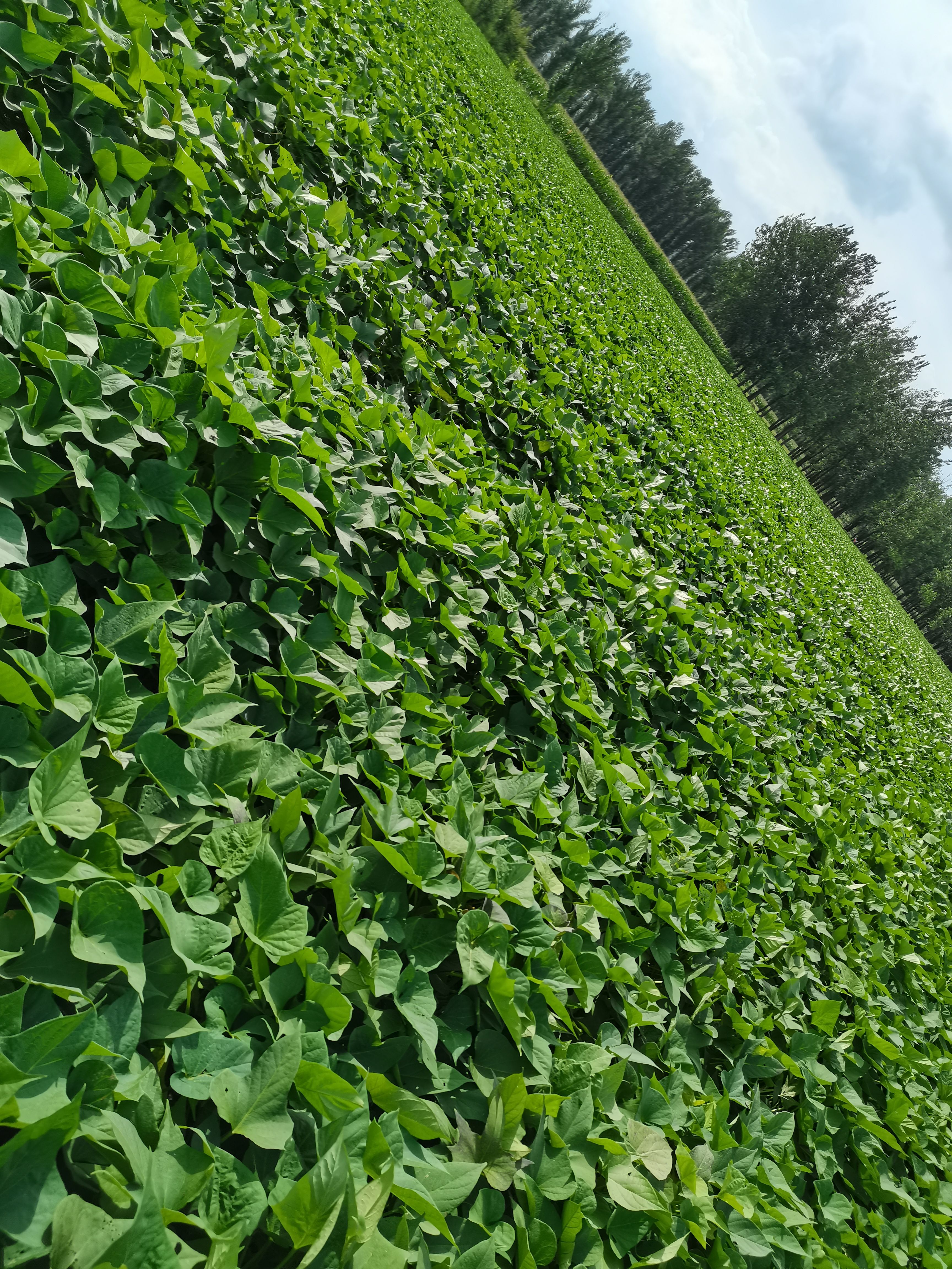  烟薯25，烤地瓜**，蜜薯流糖的那种