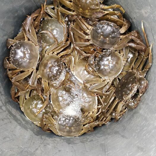 汉川市大闸蟹  现货，目前大

量可以上市，有需要的老板联系我