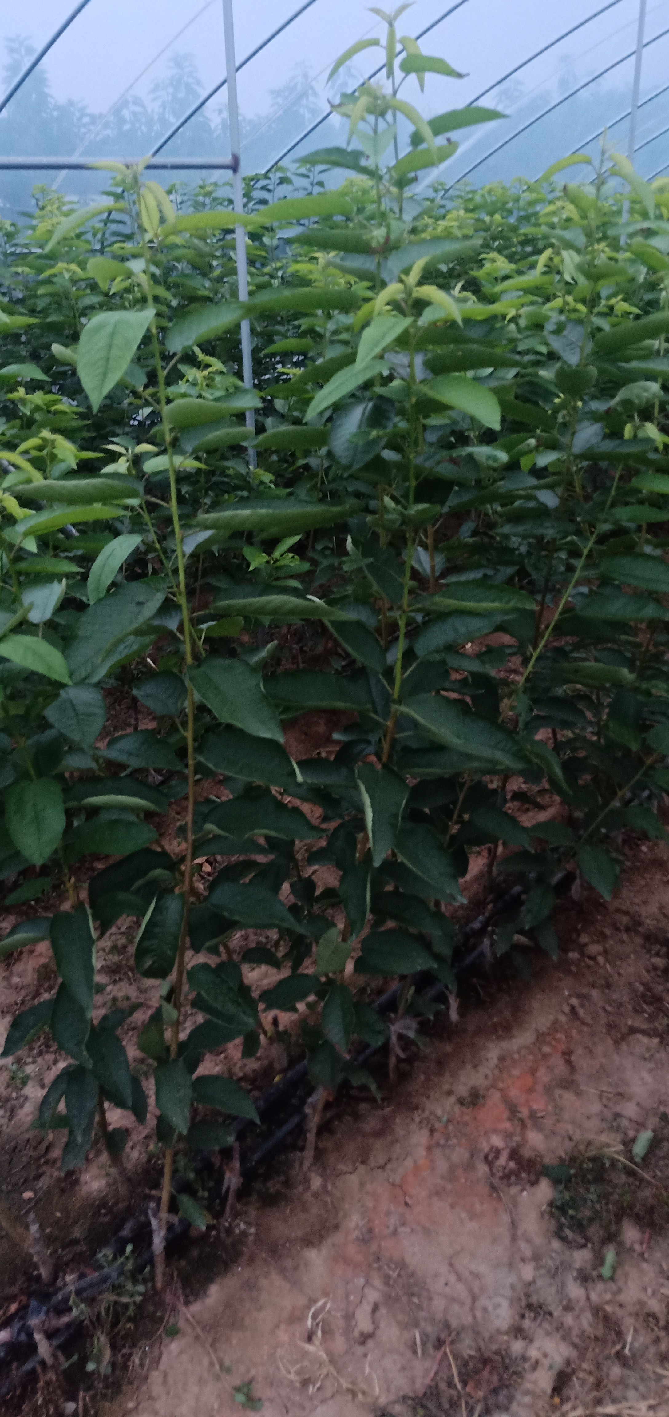 甜樱桃苗  樱桃苗