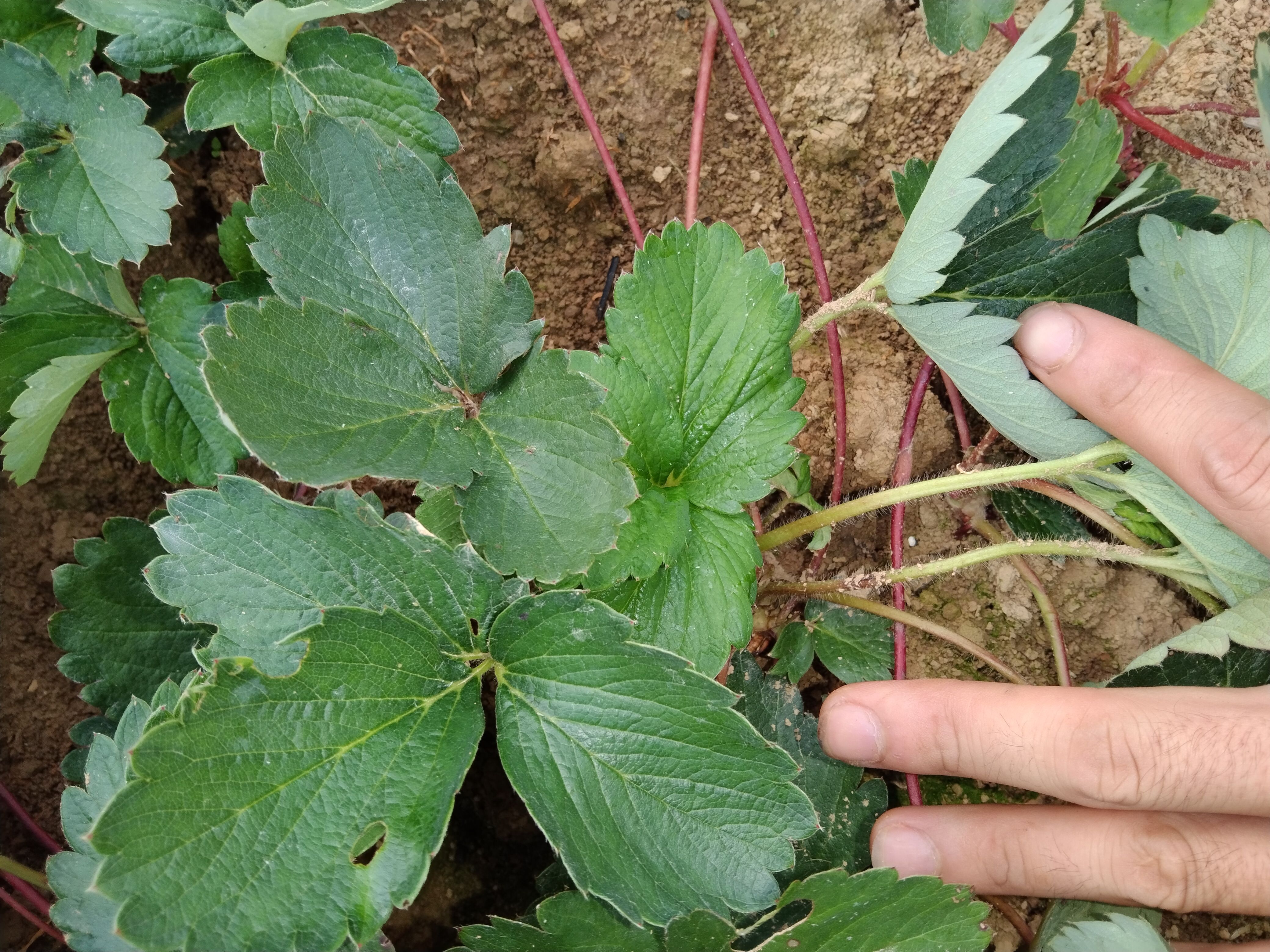 大叶红颜草莓苗