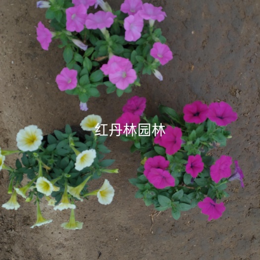 青州市垂钓牵牛 牵牛花 时令草花基地直供