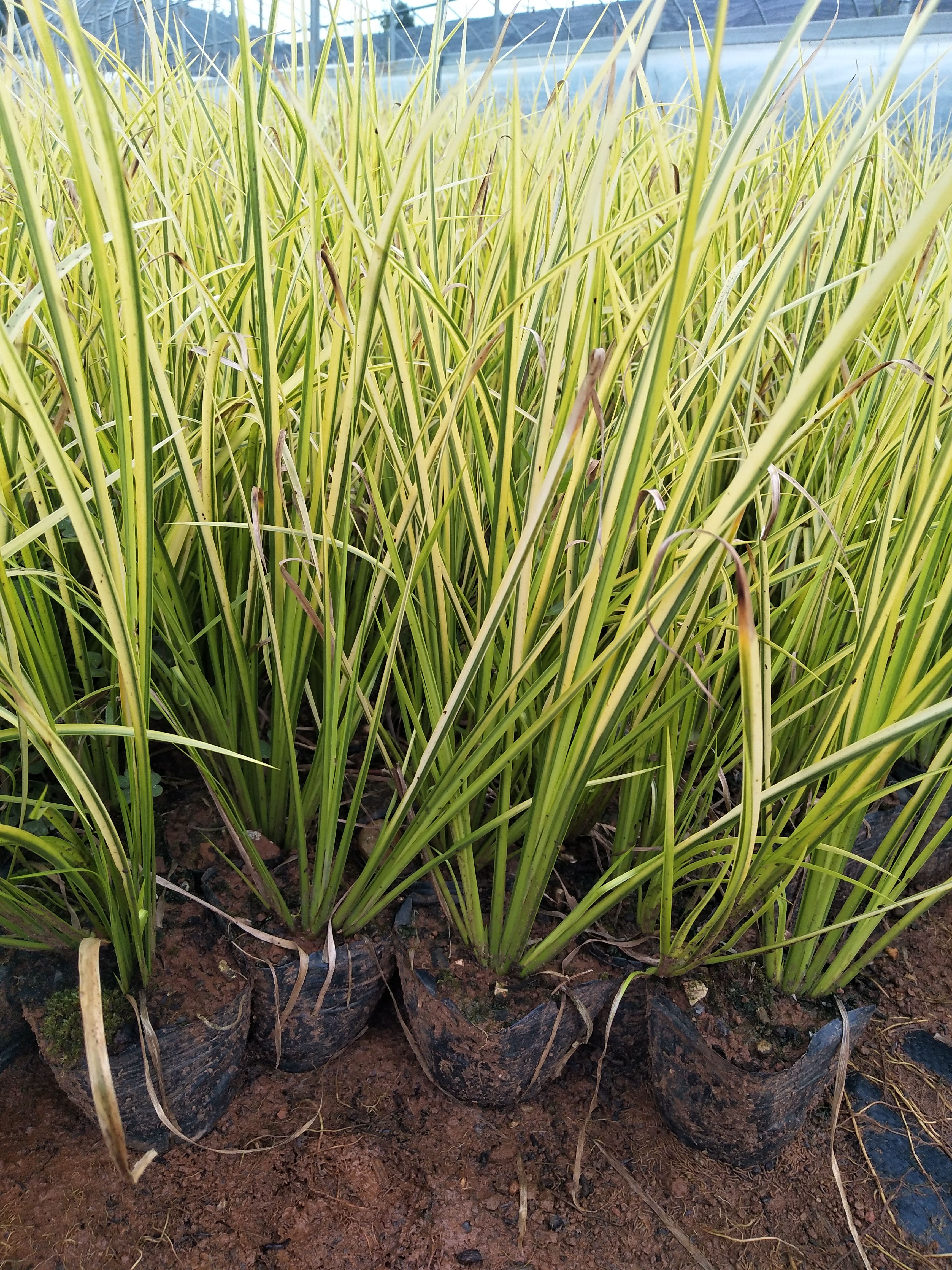 麦冬草  金线菖蒲