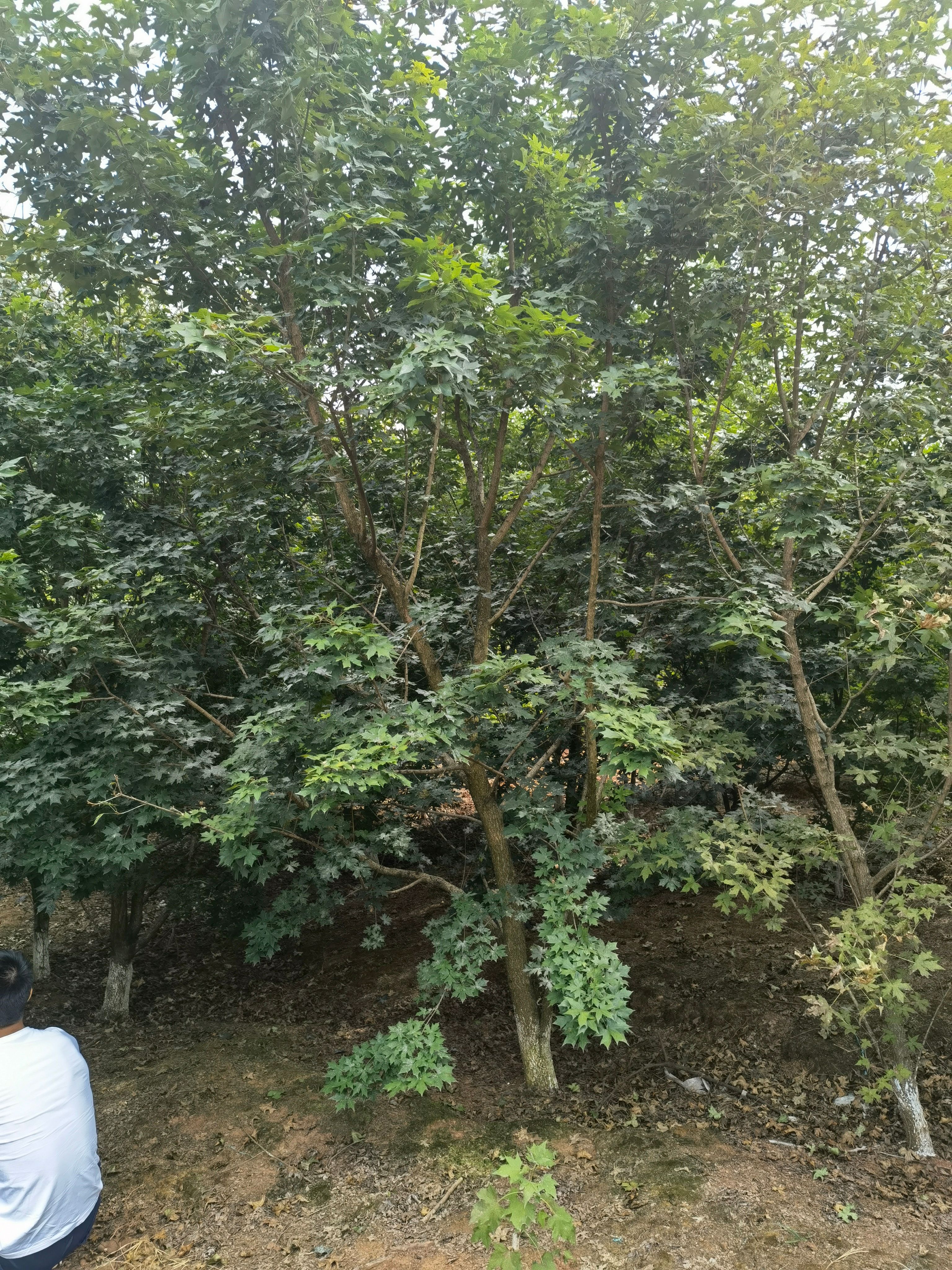 枫香树 红枫（低分枝）