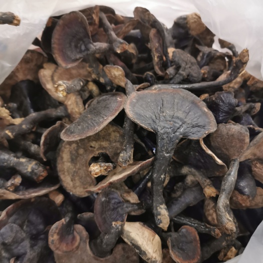 武宣县黑灵芝