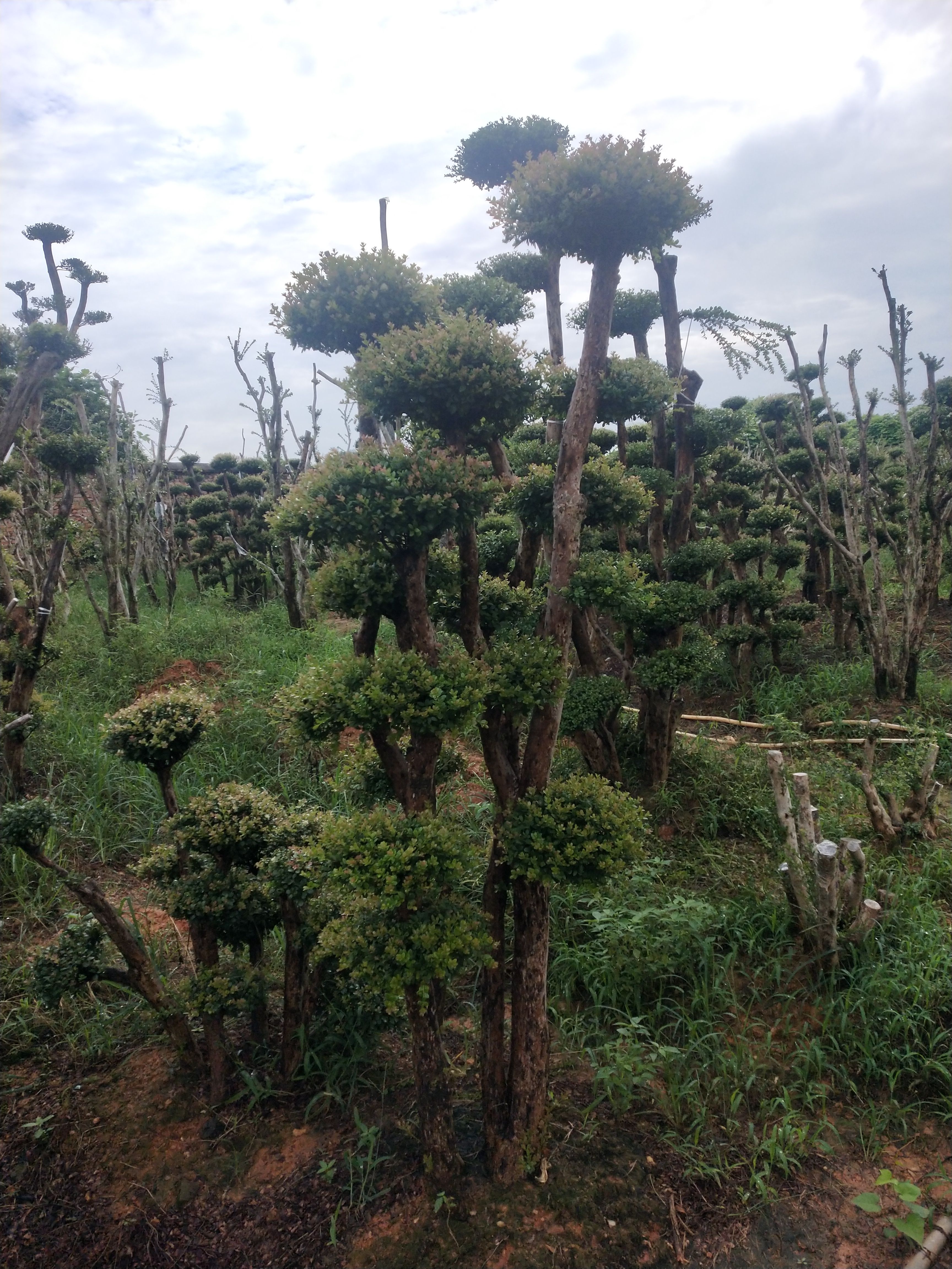 小叶赤楠一年四季常青不掉叶自产自销，而且抗旱和抗寒能力极强