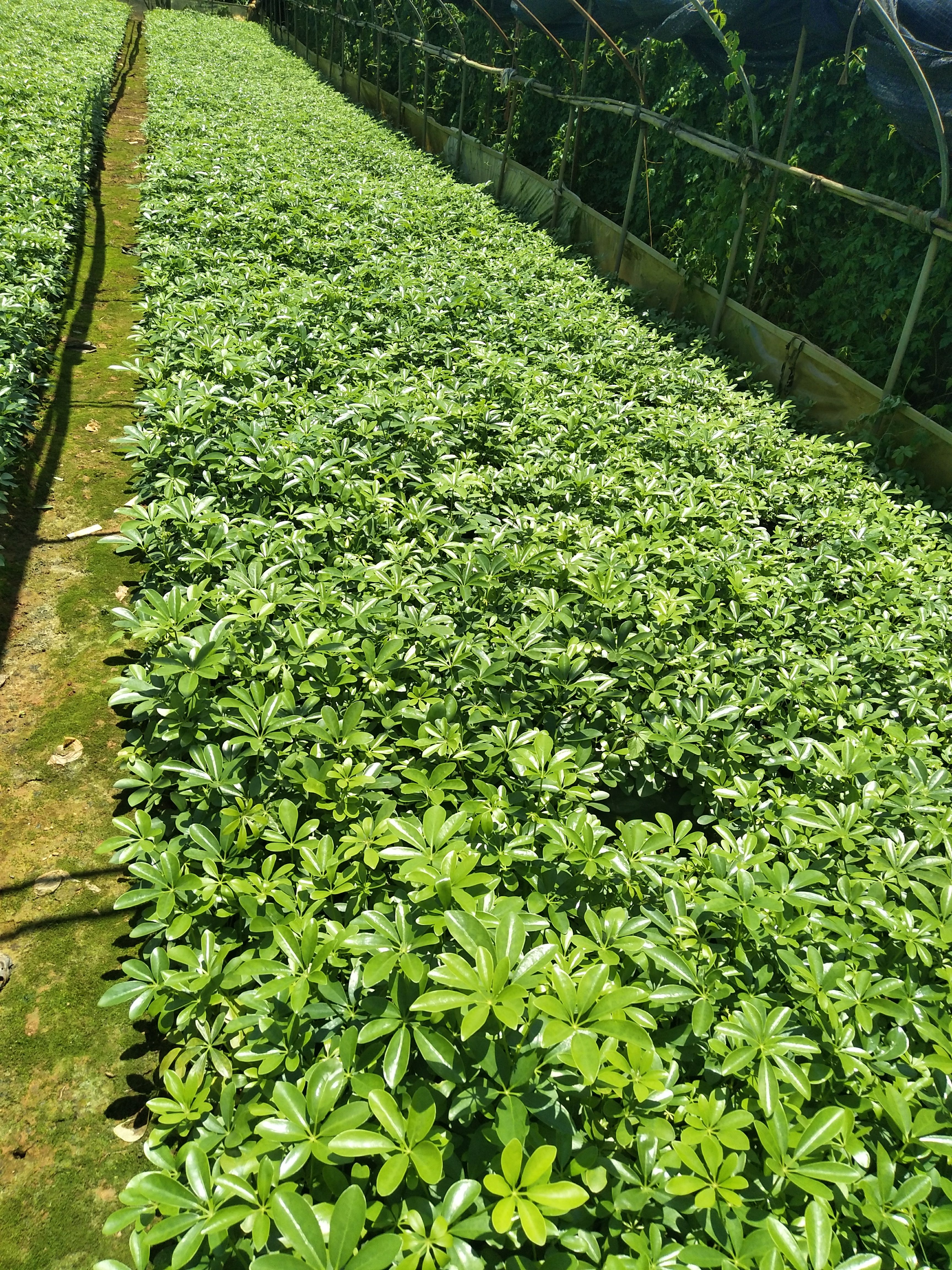 鸭脚木盆栽  鸭脚木