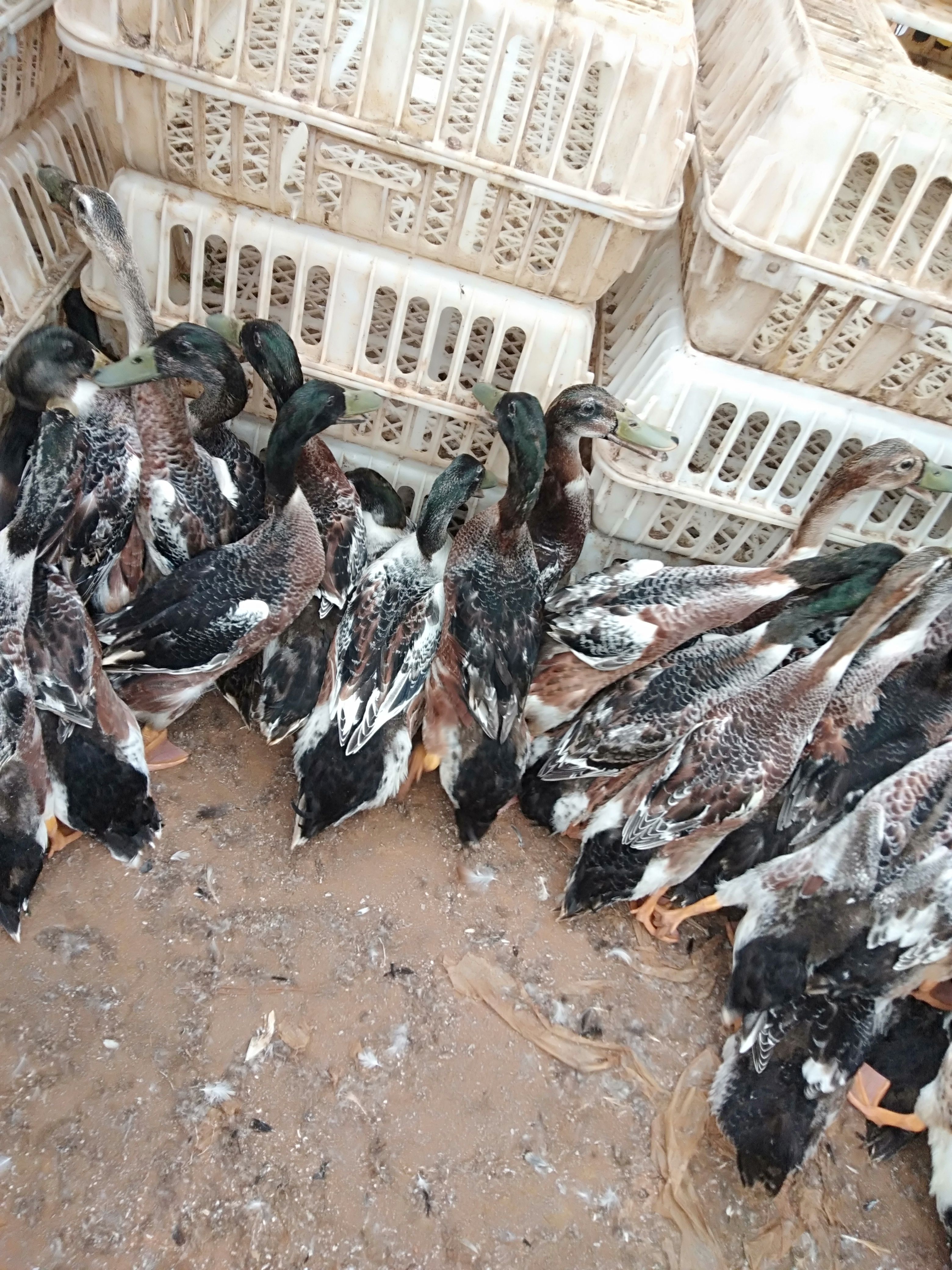 绿头小公鸭长期合作供应