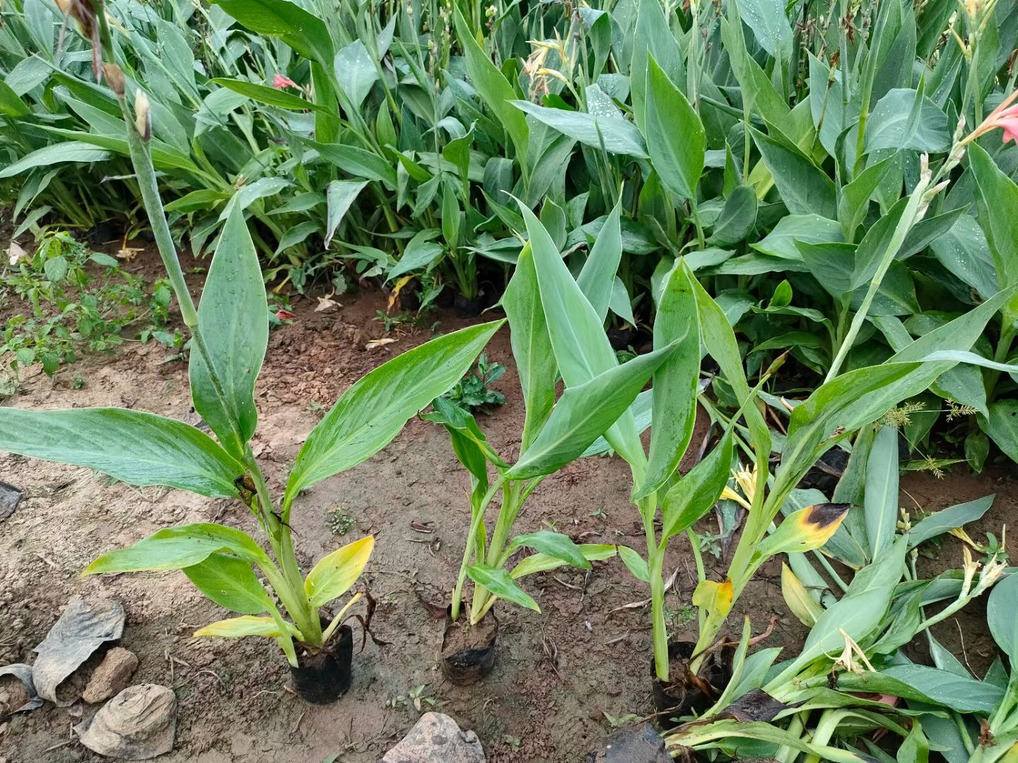 红花美人蕉 美人蕉 水生美人蕉 水生植物