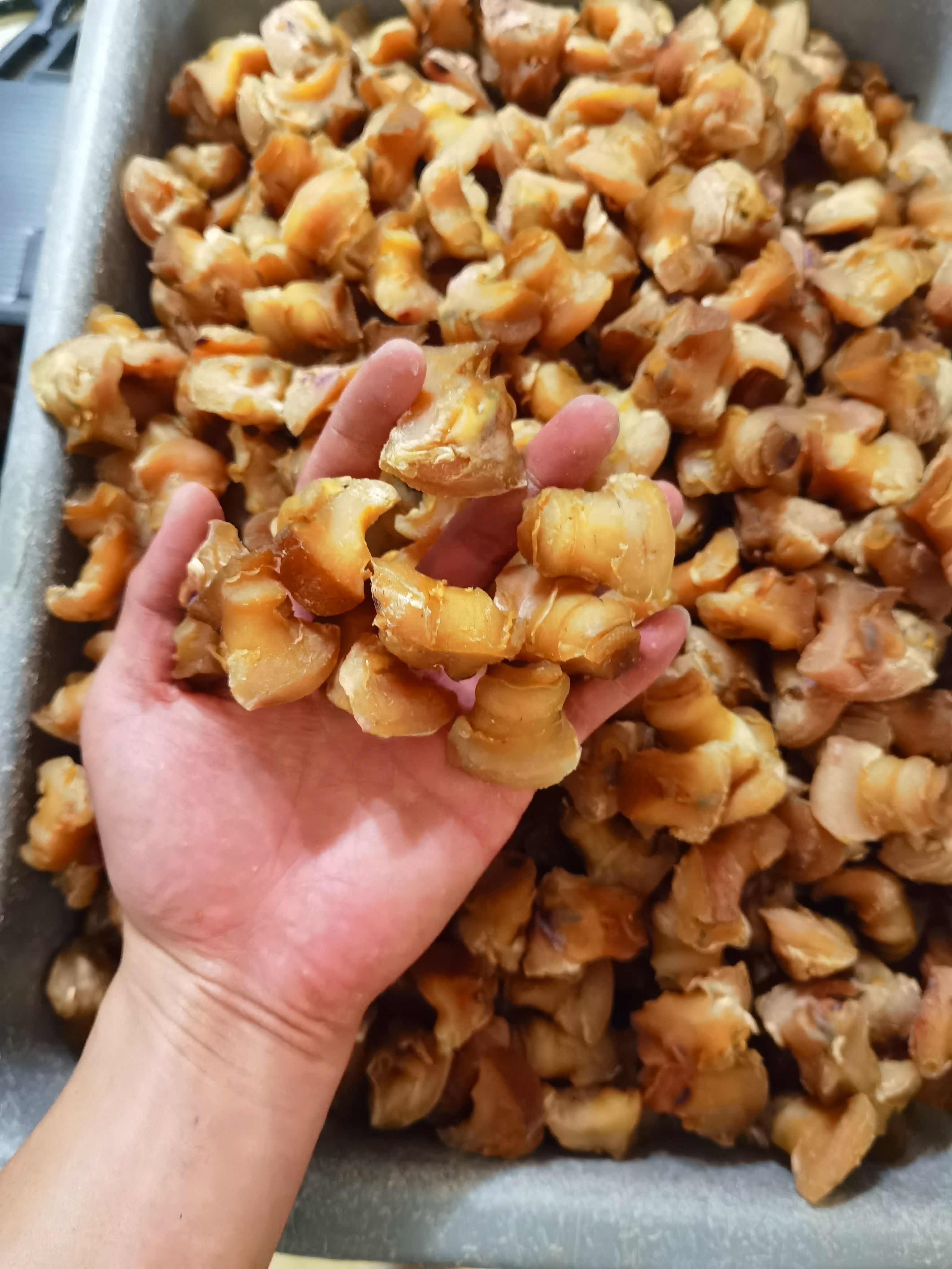 干贝  【干海螺头】产地直销，一手货源