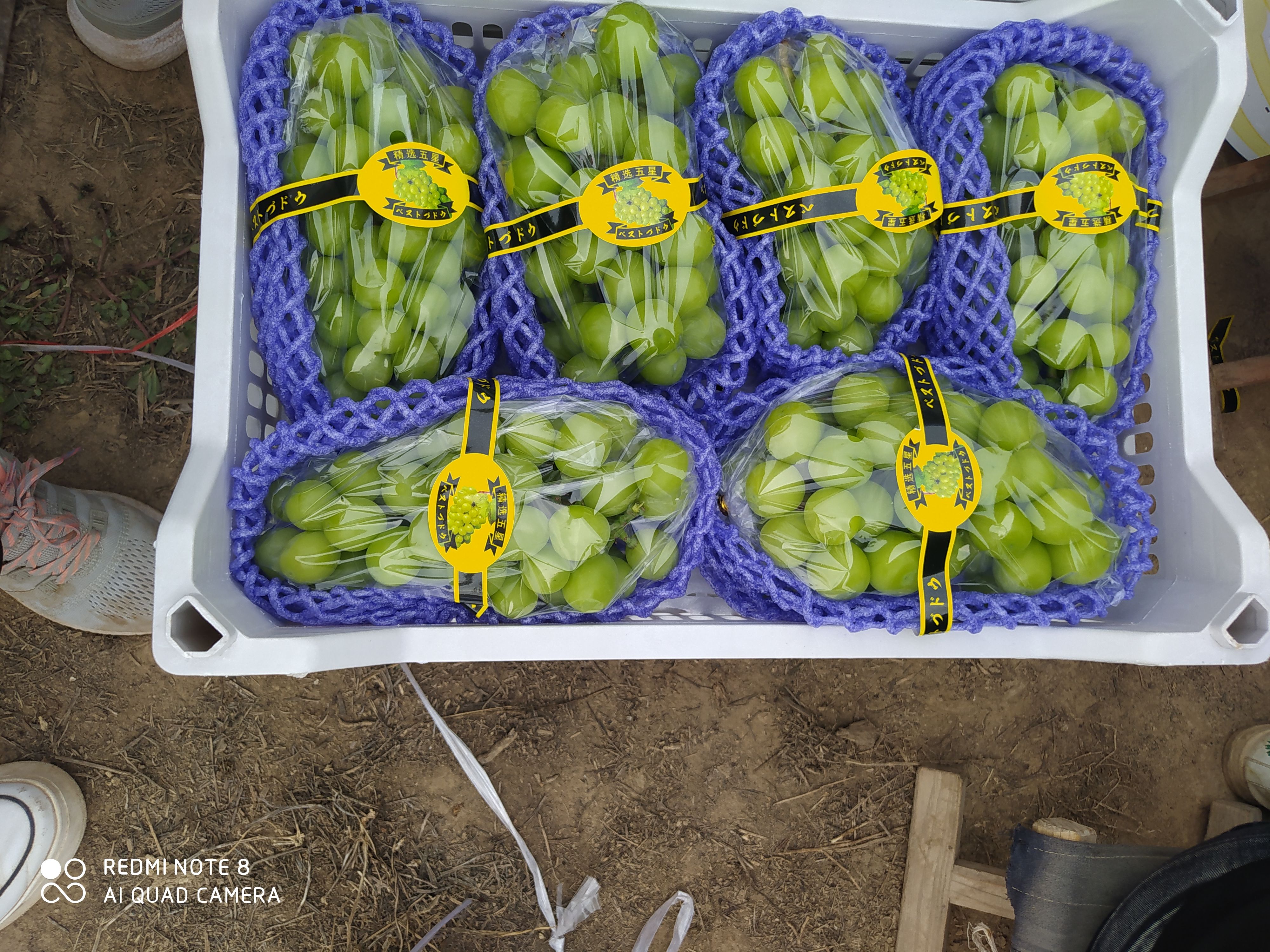 陕西阳光玫瑰葡萄大量上市，颗粒大，肉多，甜度18克以上，耐运