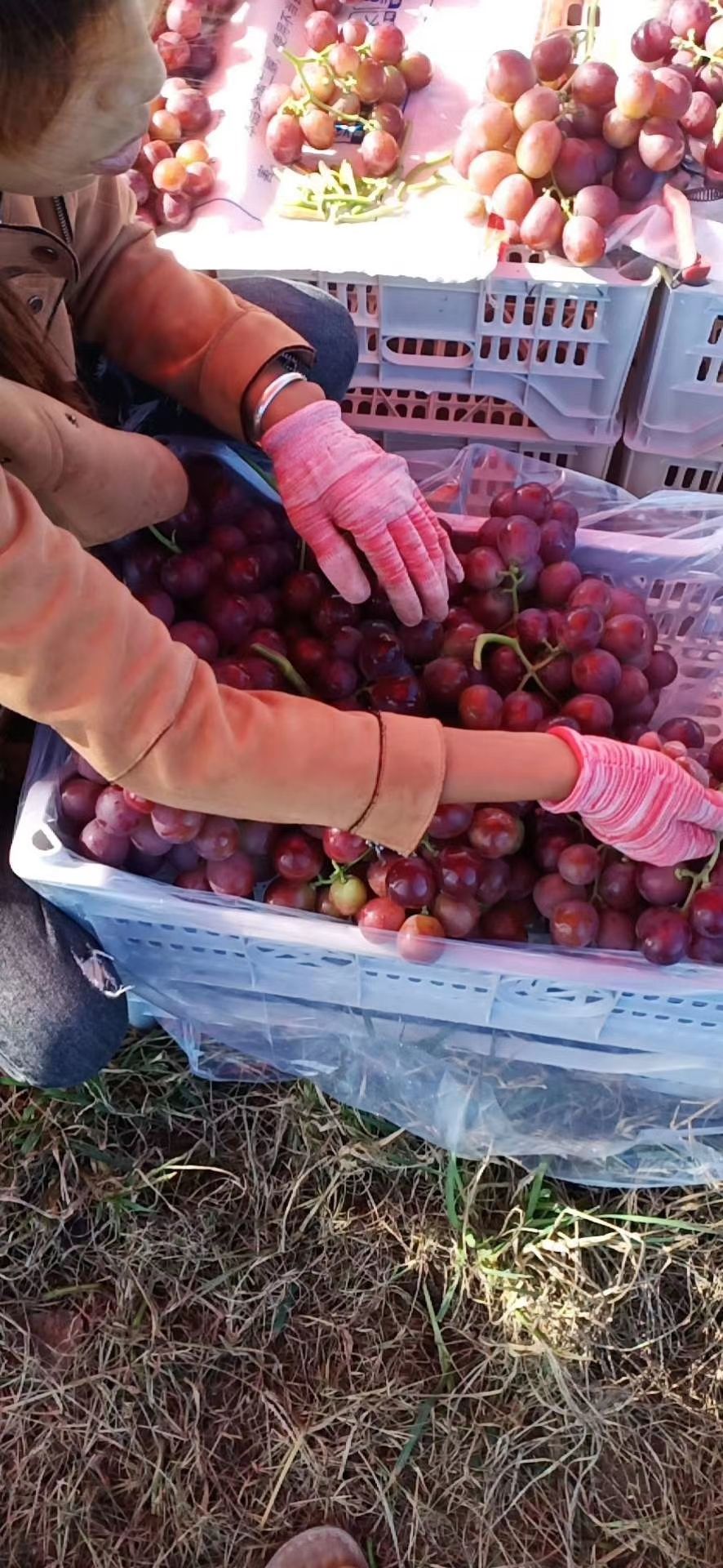 红提 陕西万亩葡萄大量供应！对应各大平台，电商，市场，商超
