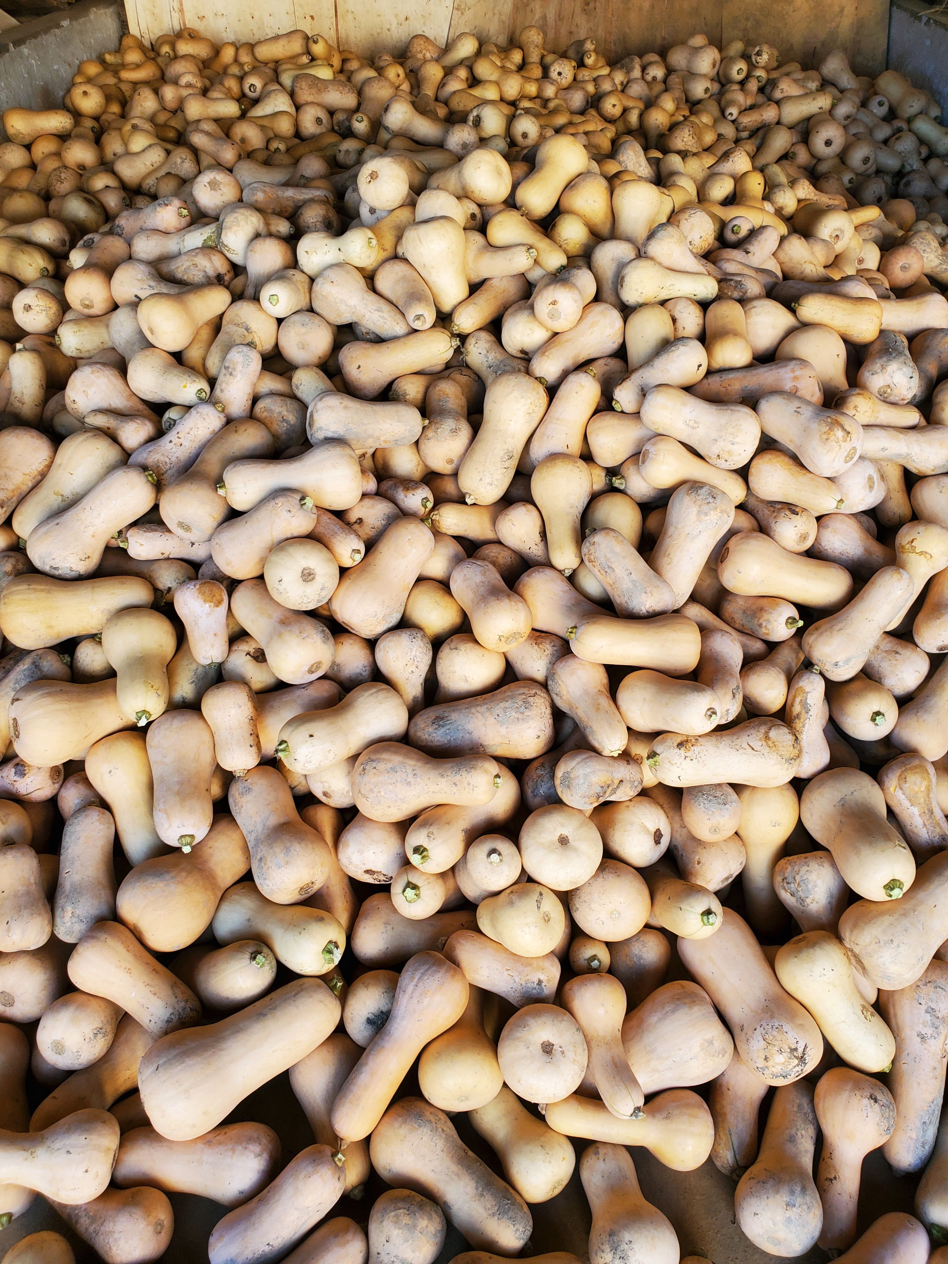  奶油南瓜，大量现货供应，价格便宜，