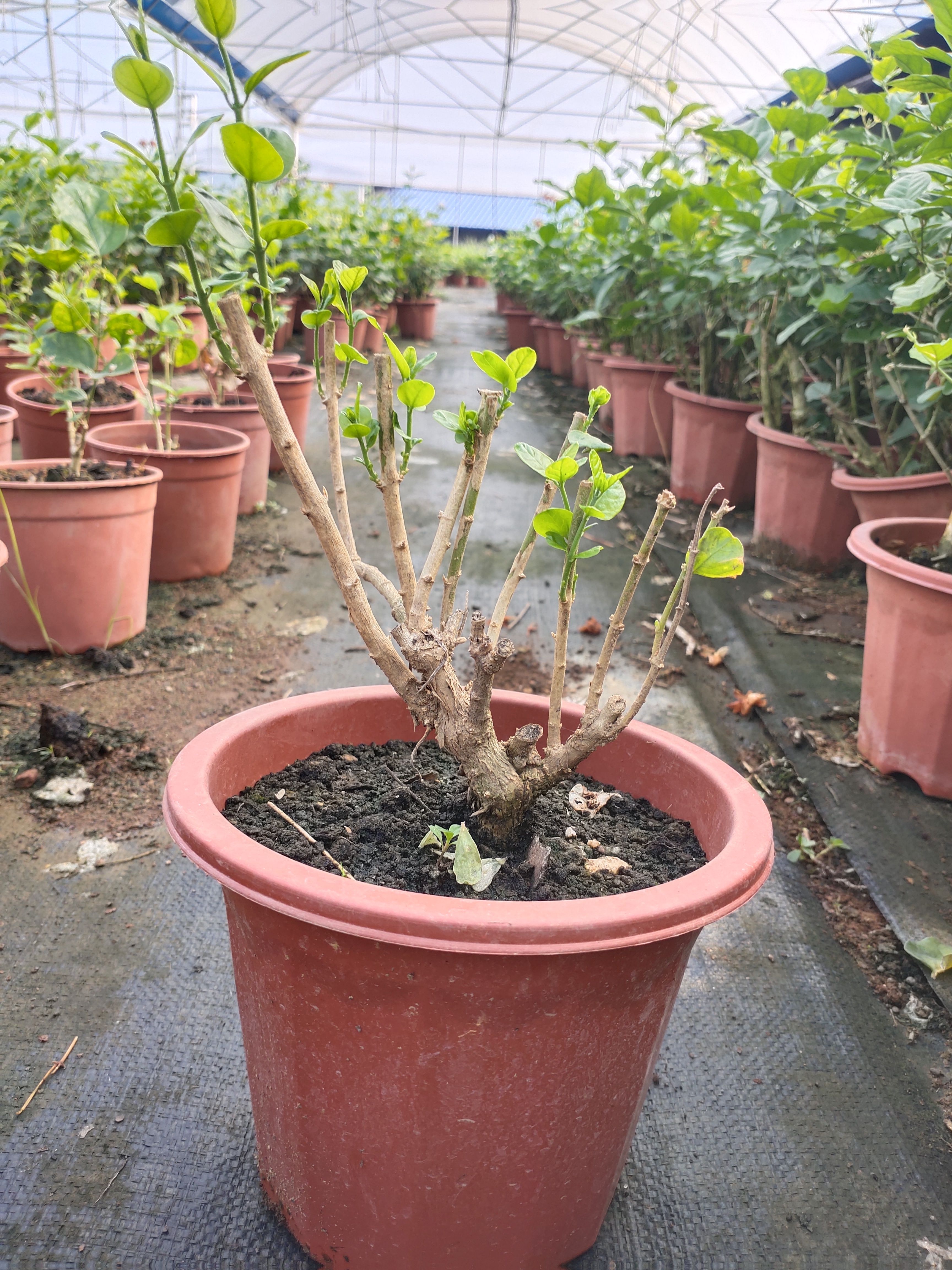 重瓣茉莉  圆叶宝珠茉莉