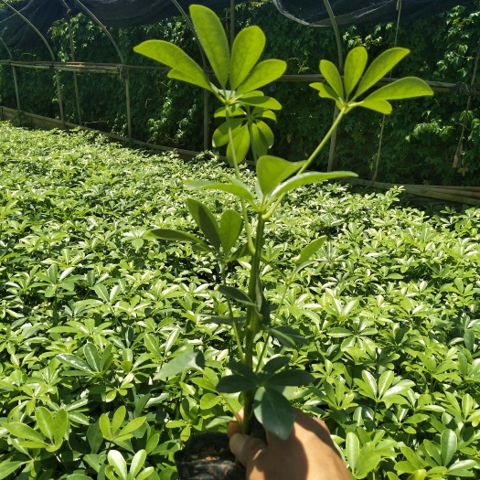 宜良县鸭脚木盆栽  鸭脚木