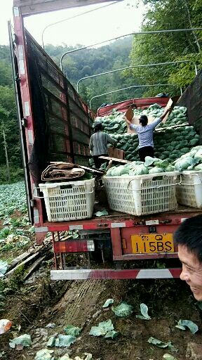 京丰一号甘蓝 高山蔬菜。京丰一号。奥奇娜。