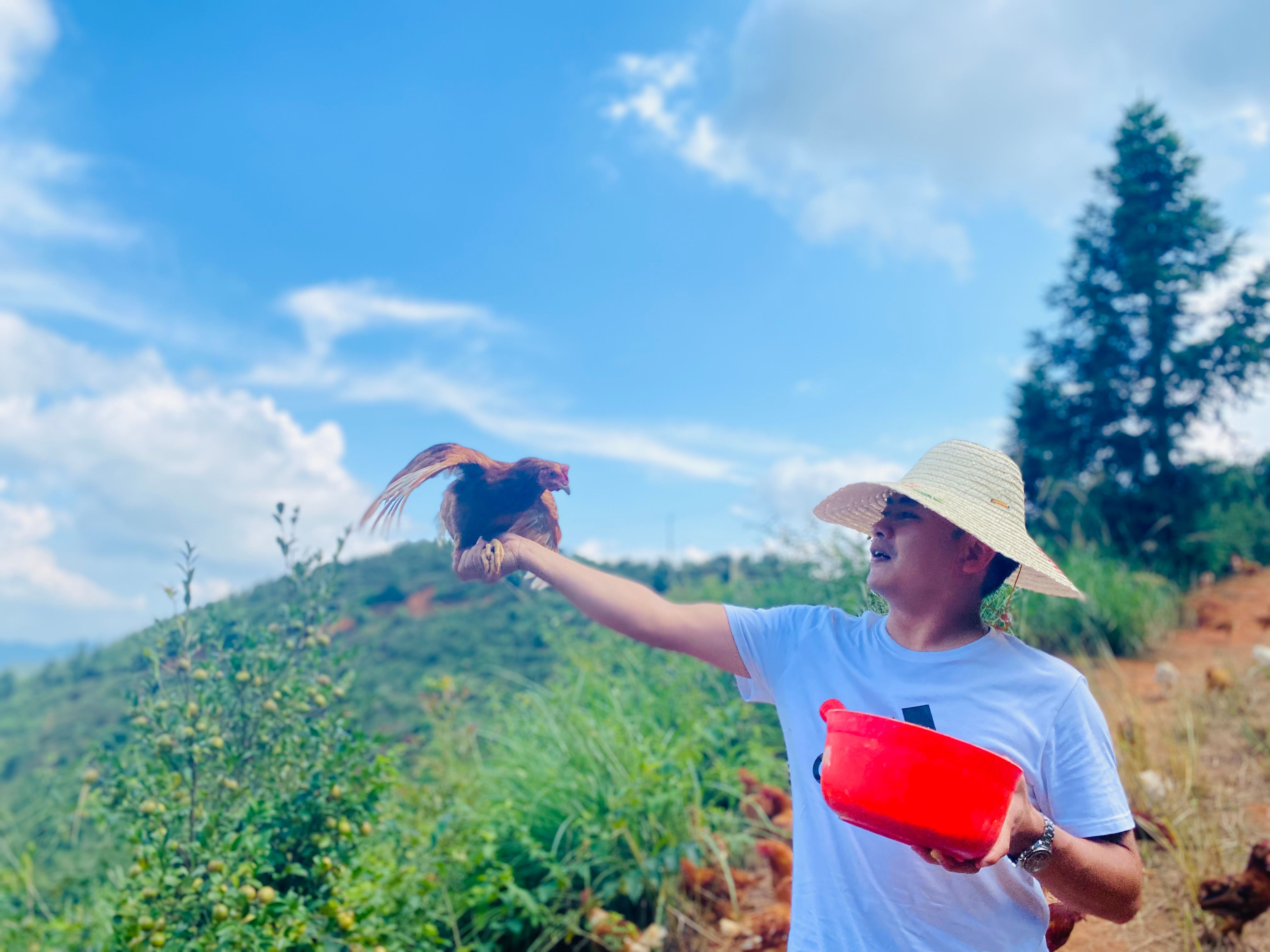 土鸡  中国高山茶之乡，茶园跑步鸡